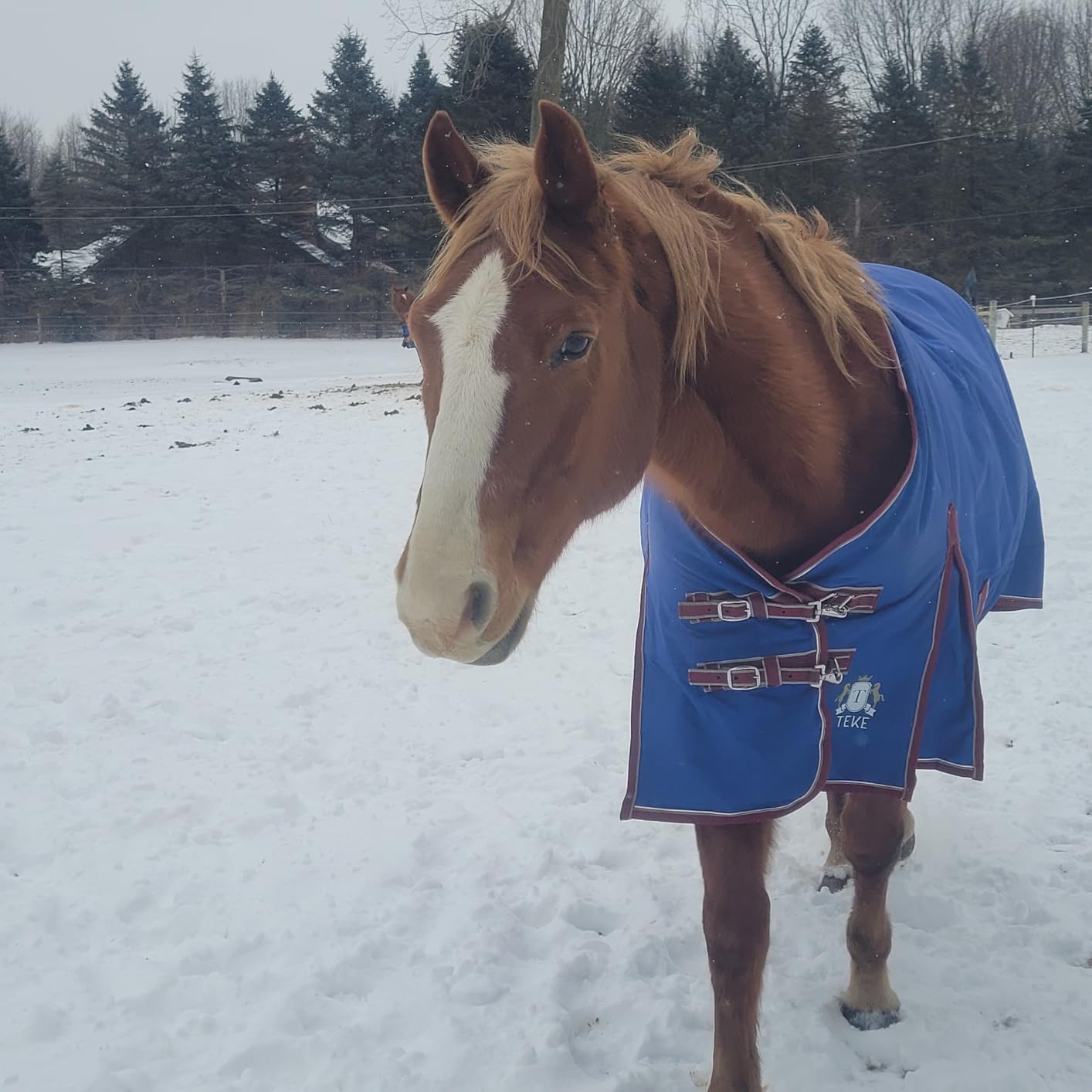 T TEKE Deluxe Turnout Horse Sheets, 1200D Waterproof and Breathable Horse Care Sheets with no Filling (51