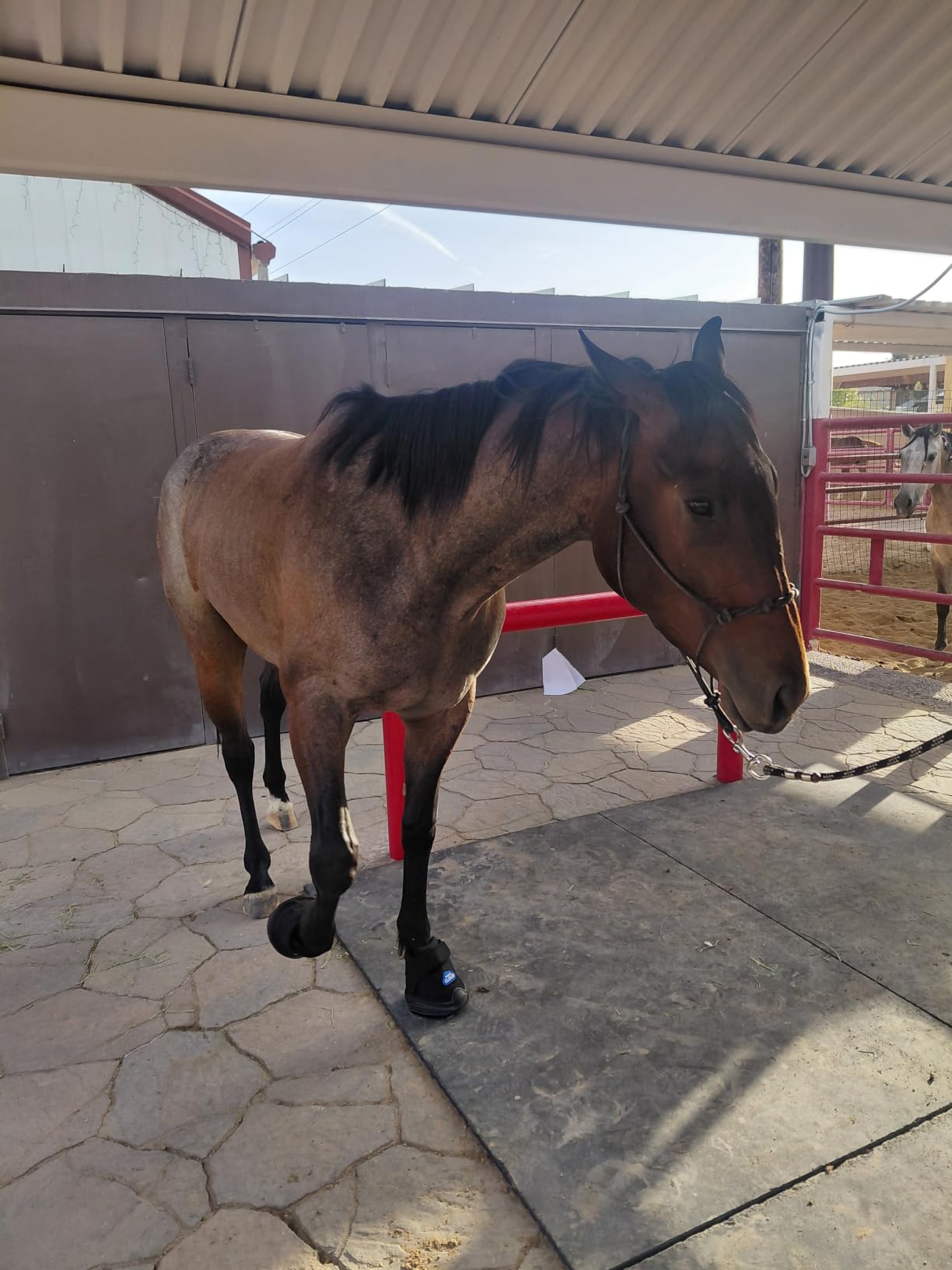 Easyboot Cloud Hoof Boot (EasyCare) customer photo 1