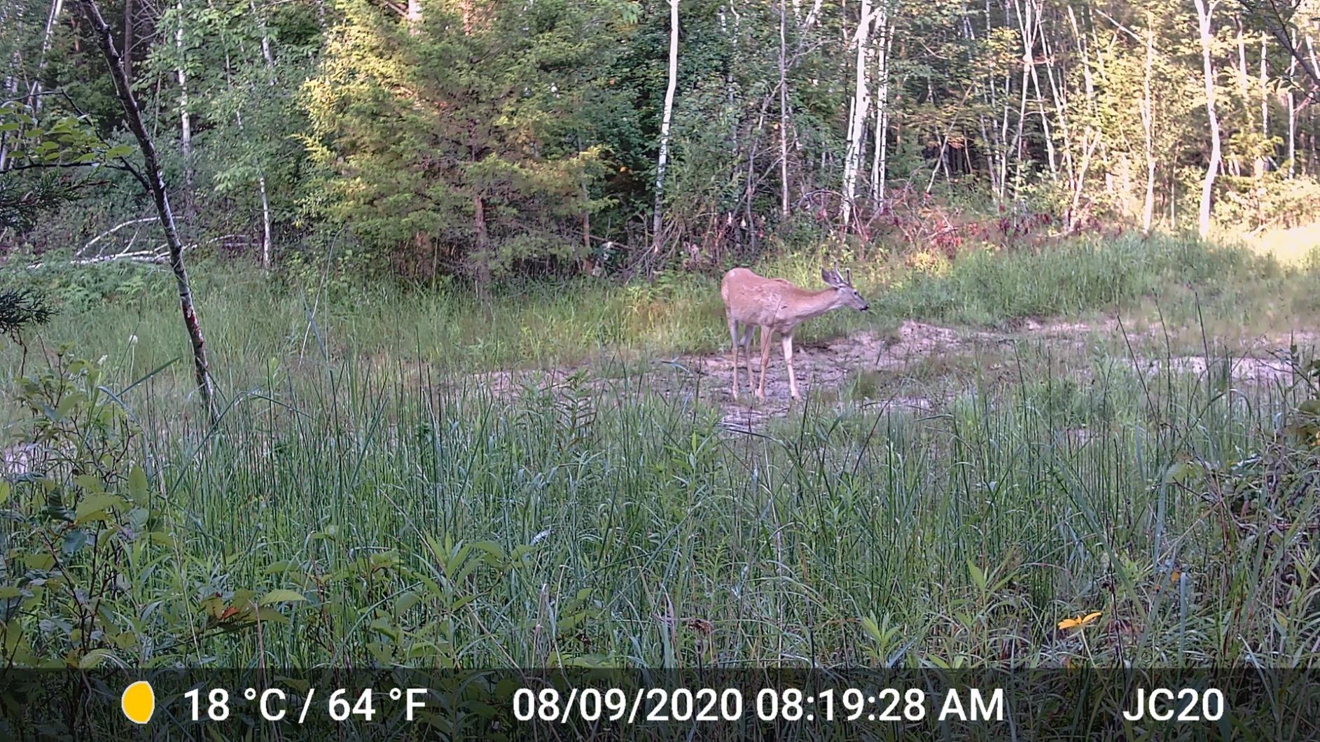 GardePro A3S 2-Pack Trail Camera, 64MP Photo, 1296P HD Video with Sound customer photo 1