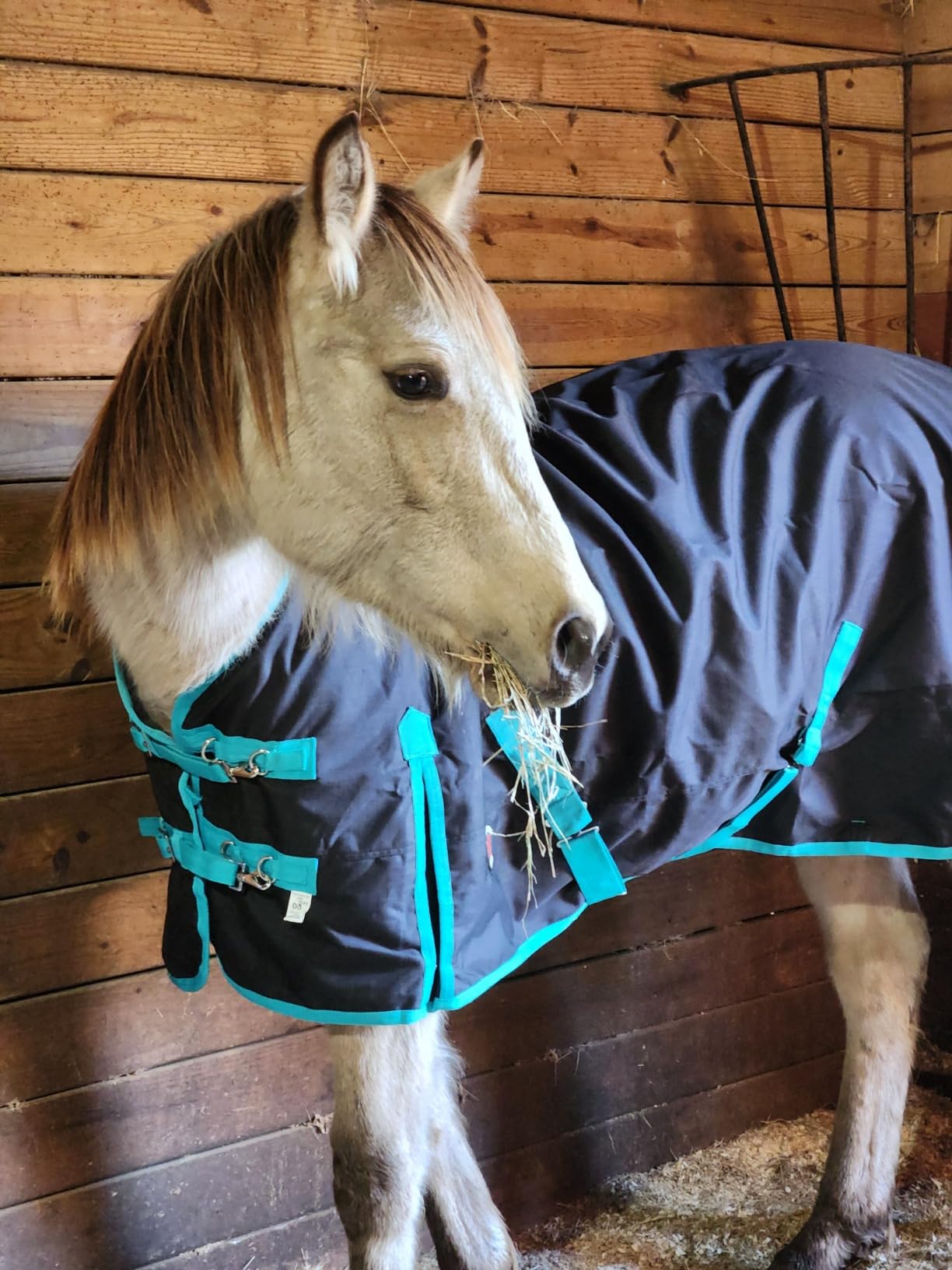 Mini Horse/Pony/Donkey/Miniatur Horse Turnout Blanket, 1600D 220g Fill | Winter Turnout Blanket for Foal & Pony, Waterproof with Secure Adjustable Fit, Ideal for Stables, Paddock and Outdoor Turnout customer photo 1
