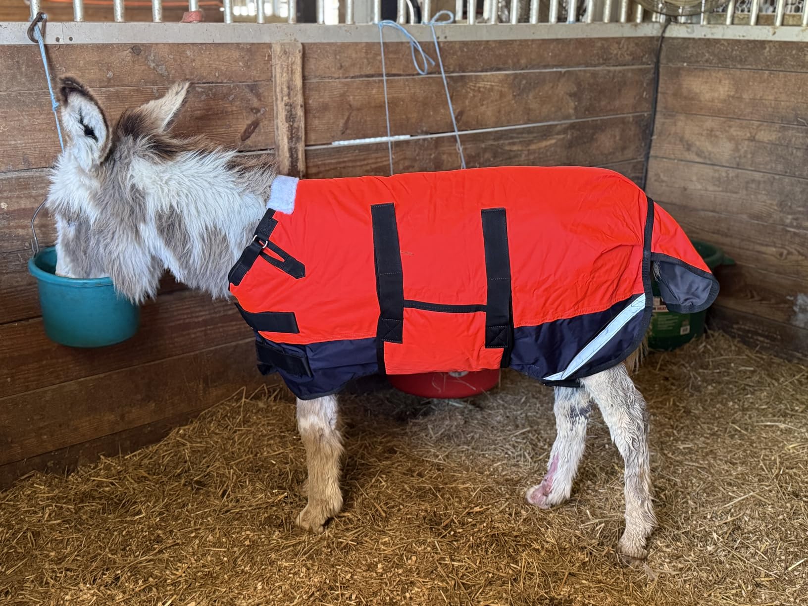 Foal/Mini Horse Size 30