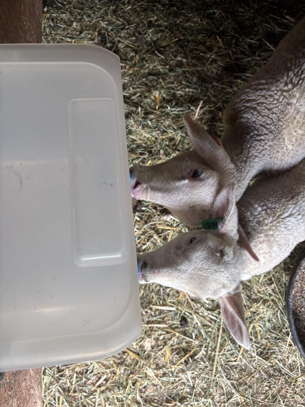 Premier 1 Lamb 'N' Goat Kid Prima Orphan Feeding Bucket - 2 Gal, Round | 3 Nipple Holes customer photo 2