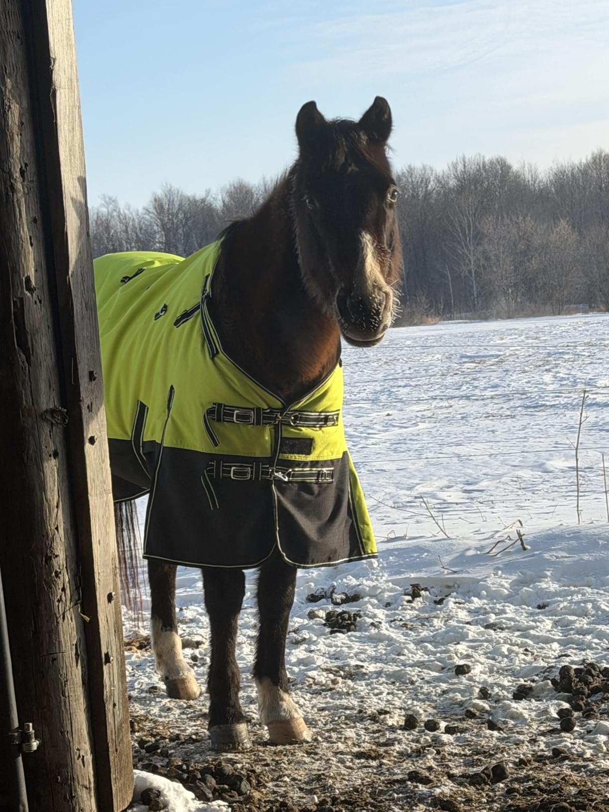 HILASON 1200D Winter Waterproof Turnout Horse Blanket Belly Wrap Neck Cover customer photo 2