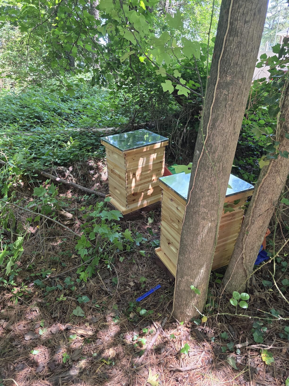 Gold Standard 10 Frame Bee Hive Beeswax Coated Includes Beehive Frames and Foundations (2 Deep Boxes & 1 Medium Box) customer photo 2