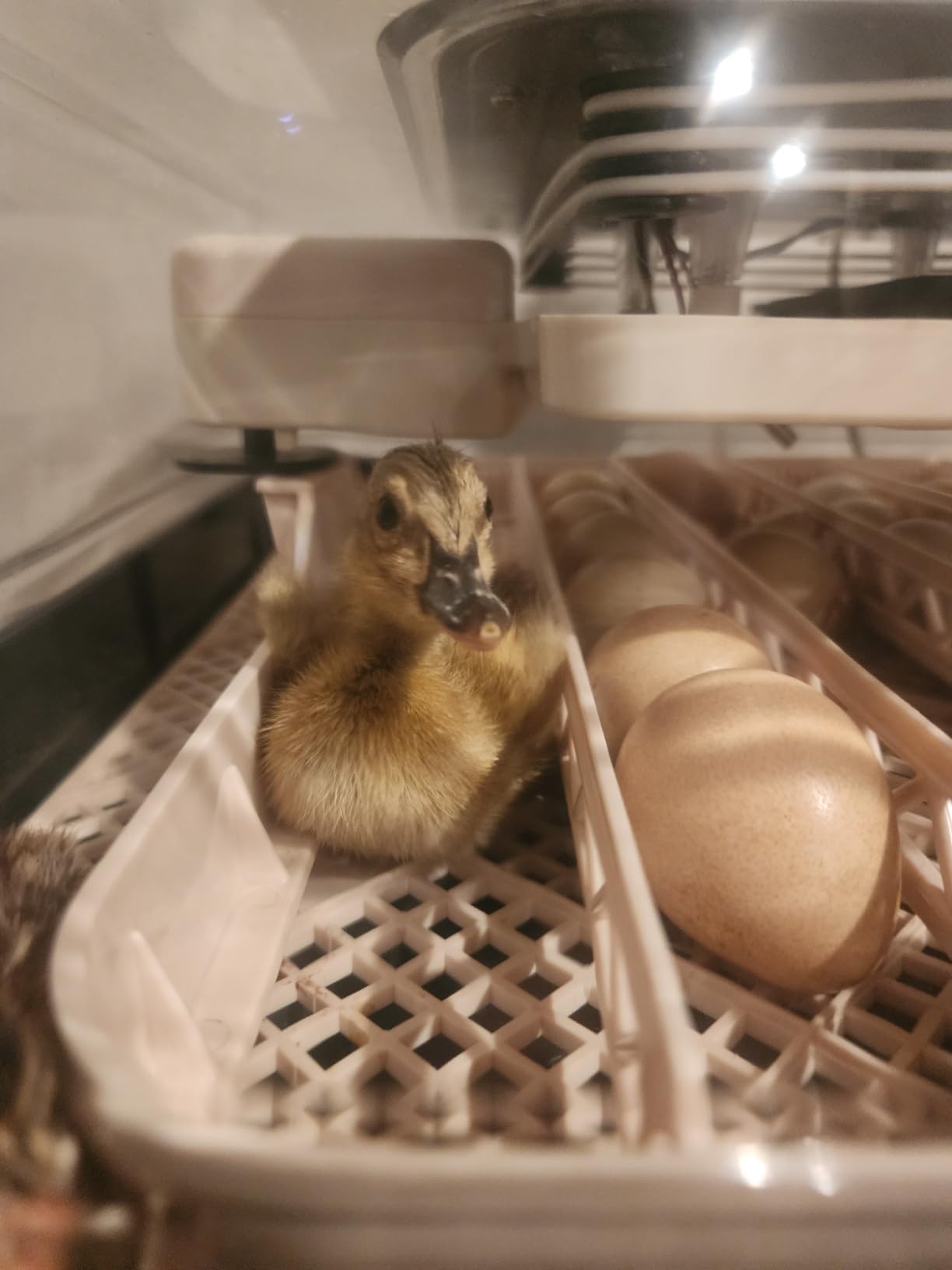 Sailnovo 56 Egg Incubator for Hatching Eggs with Automatic Egg Turning Gray customer photo 1