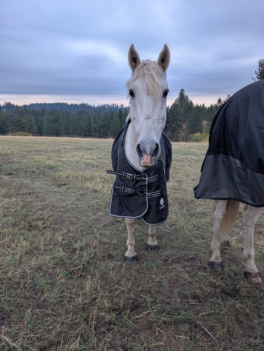 Equinavia Norse Horse Blanket Waterproof, Dry, Lightweight Turnout Blanket | Breathable Turnout Horse Sheets for Real Horses for Wet Mild Weather Use, Durable, No Fill Rain Protection, Outdoor Coverage customer photo 1
