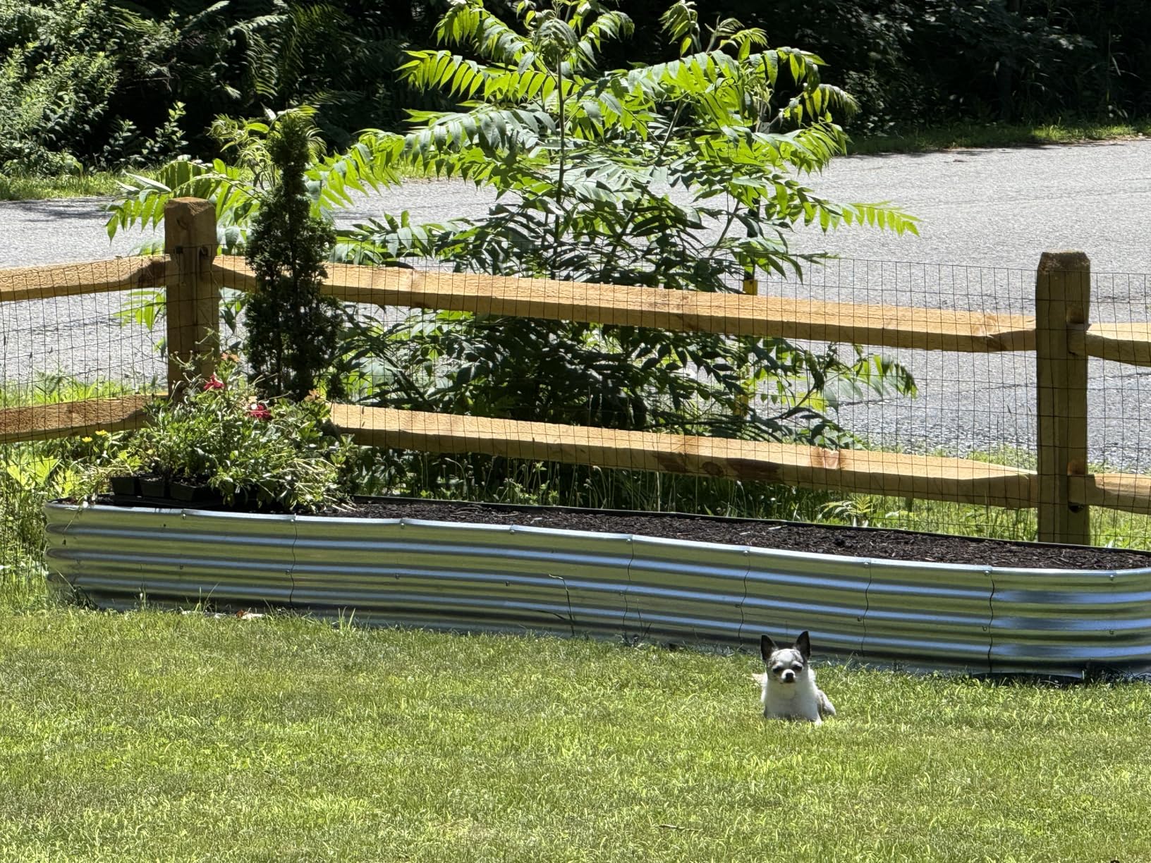Garden Fence Black PVC Coated Welded Wire Fencing 48 Inch x 100 Foot, 2 Inch x 3 Inch 16GA, Garden Border Fencing Roll Vinyl Coating Metal Wire Mesh for Yard Vegetable Plant Protection Poultry Netting customer photo 2