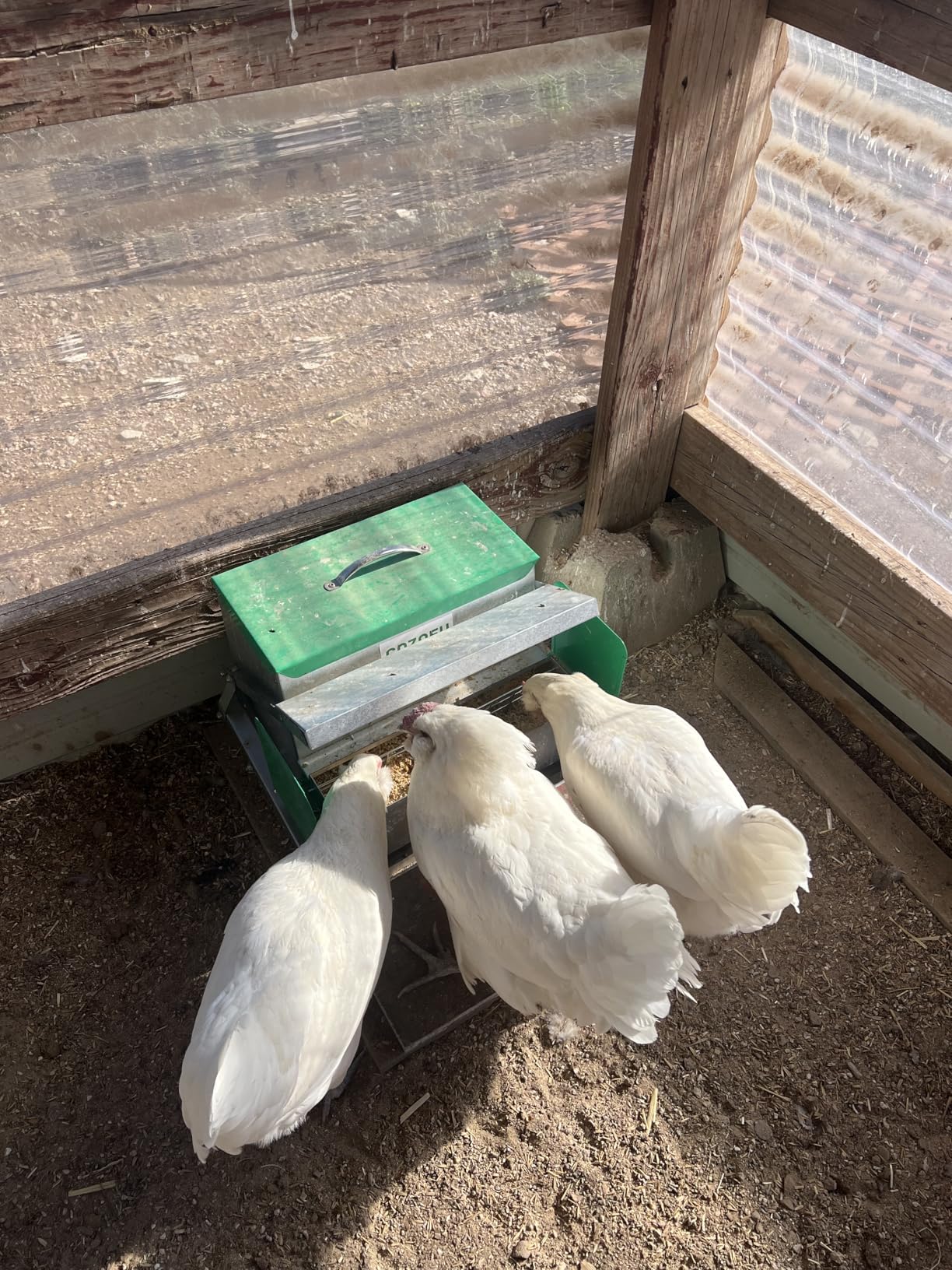 Feeders Automatic Chicken Feeder - Large Capacity for 6-12 Chickens, Lasts 10 Days (25lb Feed), Durable Galvanized Steel, Rat-Proof, No-Spill, Weatherproof Lid customer photo 1