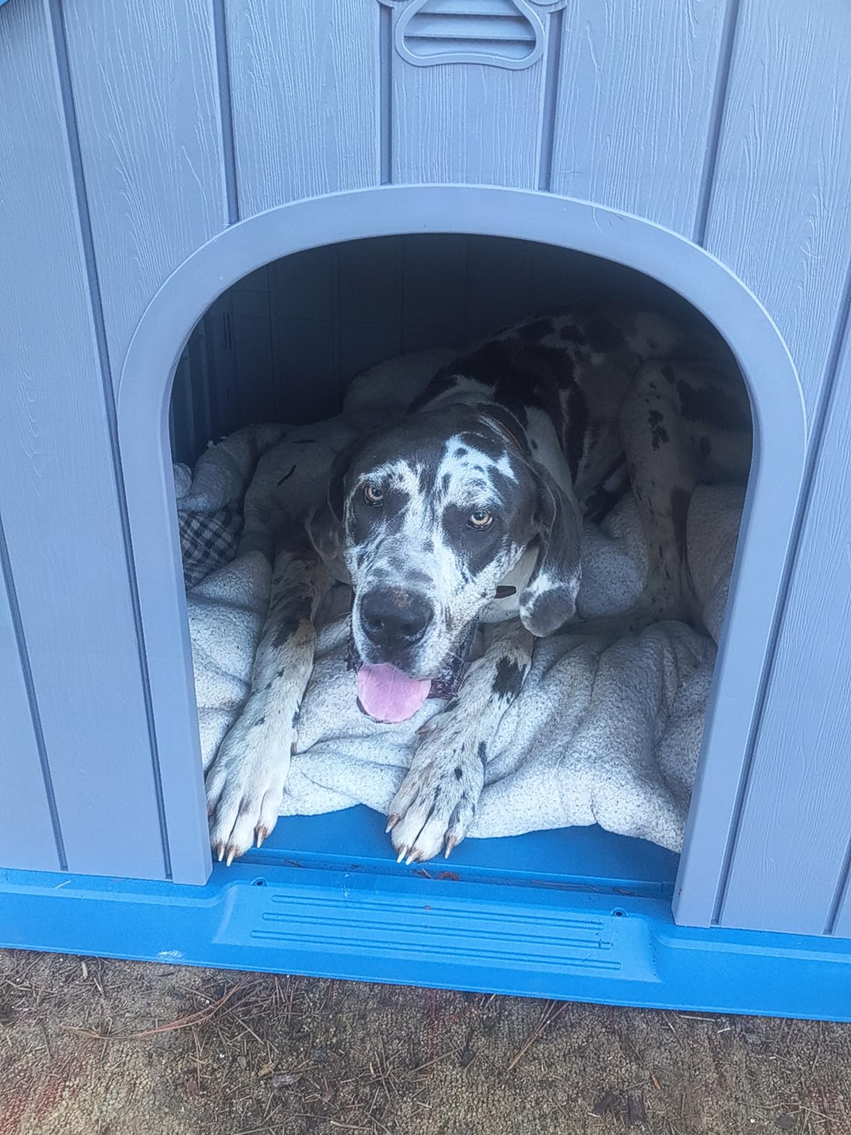DRATO Large Dog House Indoor Outdoor Waterproof,Puppy Shelter with Air Vents and Elevated Floor,Sturdy Dog Kennel for Small to Large Sized Dogs, Easy to Assemble (Blue, 38.62×36.26×38.07 Inches) customer photo 2