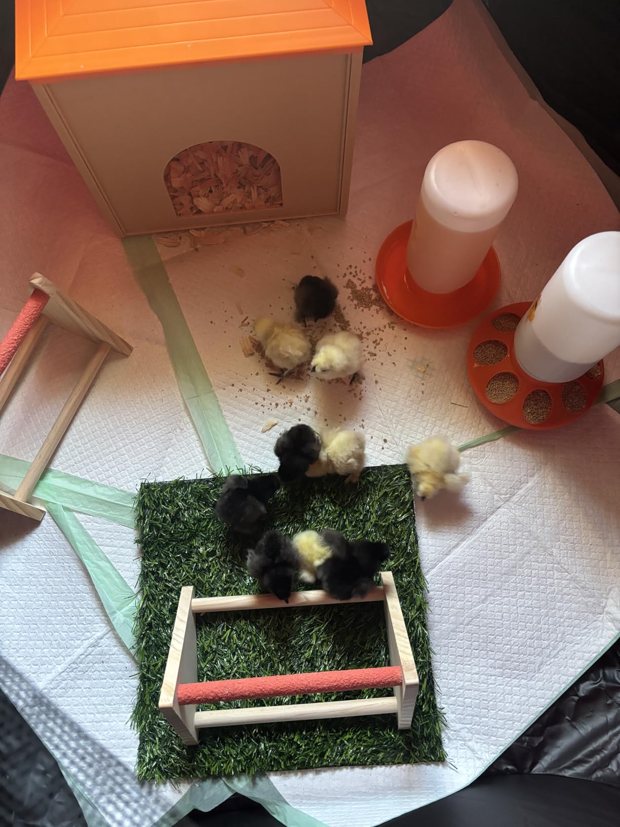 FAMIROSA Brooder Box for Chicks Starter Kit, Pop up and Breathable Chicken Brooders, Collapsible Brooding Box/Playpen with 10 x 10in Brooder Plate, Chicken Waterer, Feeder, Perch for Duck, Quail customer photo 1