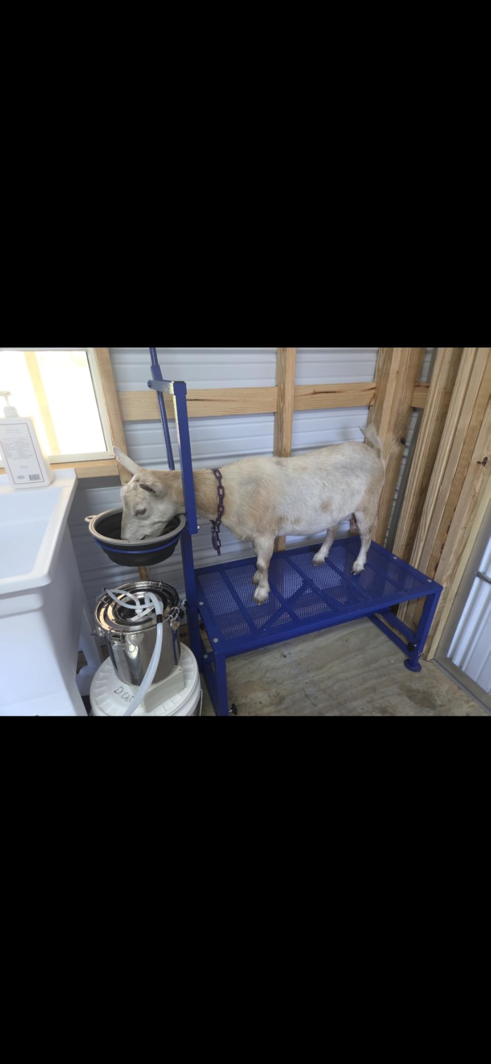 Goat Milking Stand with Feed Bin, 400LB Heavy Duty Goat Stand for Hoof Trimming & Grooming, Adjustable Goat Stanchion for Small Goats & Sheep, Blue customer photo 1