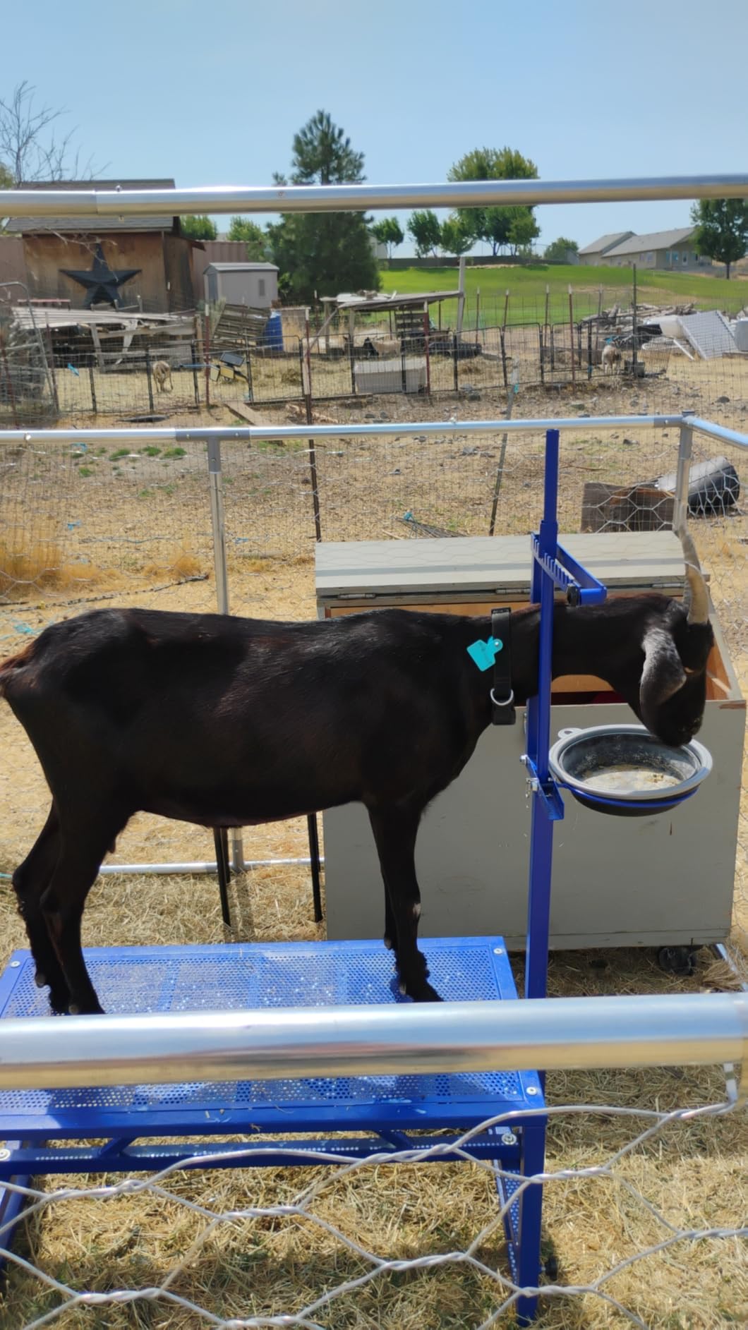 Goat Milking Stand with Feed Bin, 400LB Heavy Duty Goat Stand for Hoof Trimming & Grooming, Adjustable Goat Stanchion for Small Goats & Sheep, Blue customer photo 2