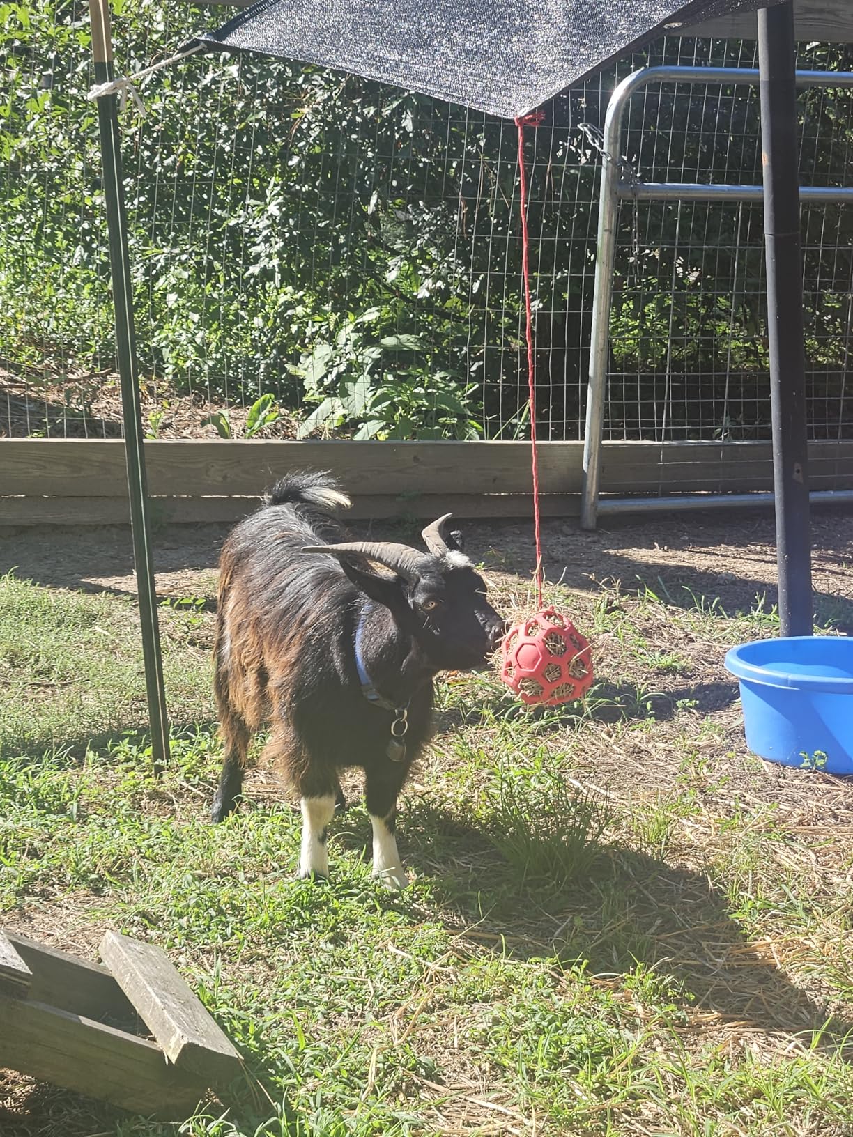2 Pcs Hay Ball for Horses to Play with, Bright Color Hay Feeder Ball | Relieve Stress, Durable Material, Bright Color Hay Balls for Goats to Avoid Boredom customer photo 1
