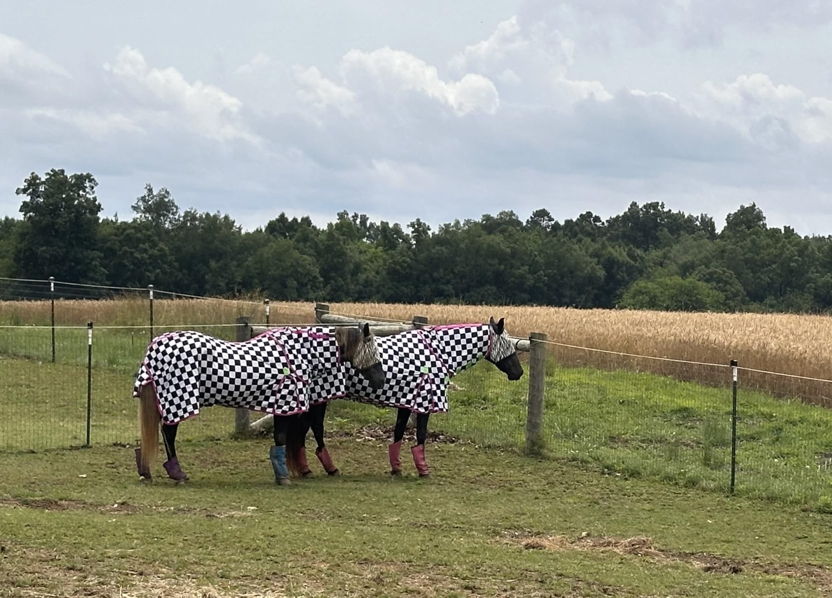 Jeffers Expression Soft Mesh Fly Sheet for Horses 84