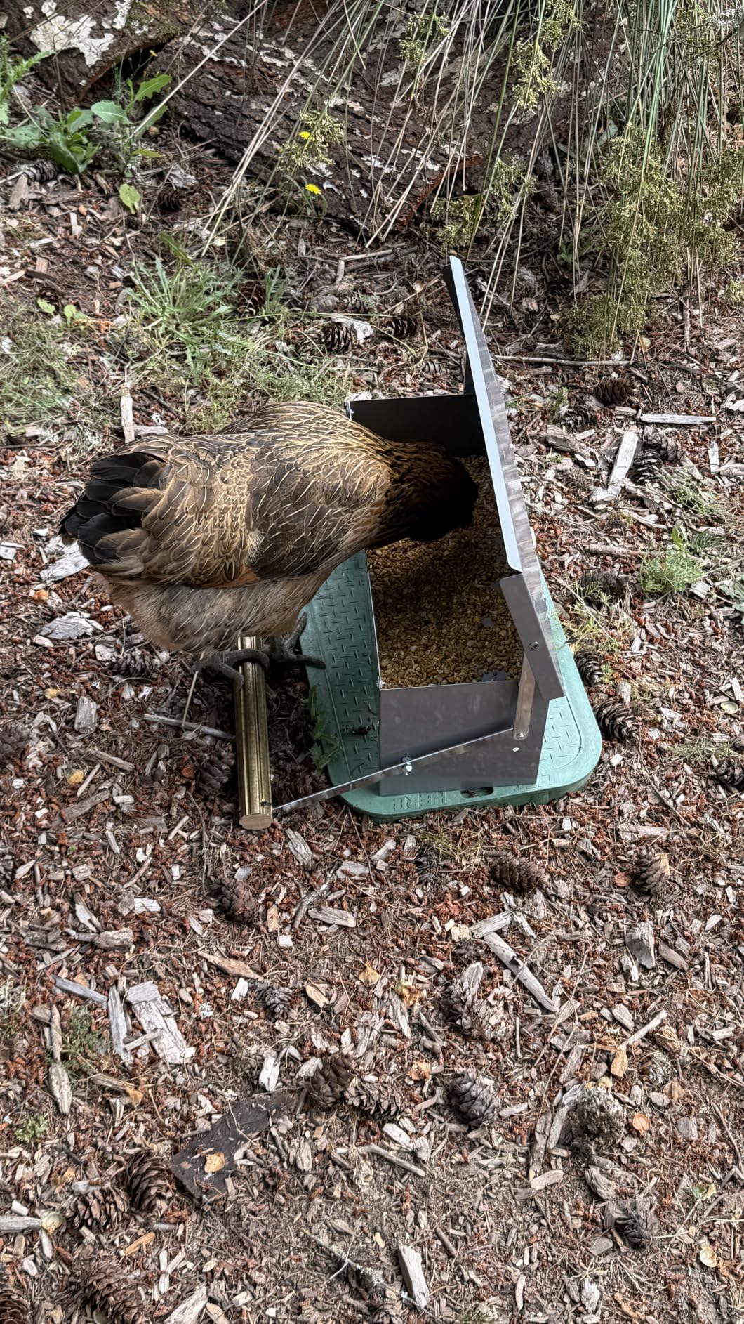 XINYI Chicken Treadle Feeder, 12 Lbs Metal Treadle Feeder, No Waste & Rodent Proof Chicken Feeder with Weatherproof Lid, Suitable for Bantams, Poultry, Pheasants - 1.7Gallon Capacity customer photo 2