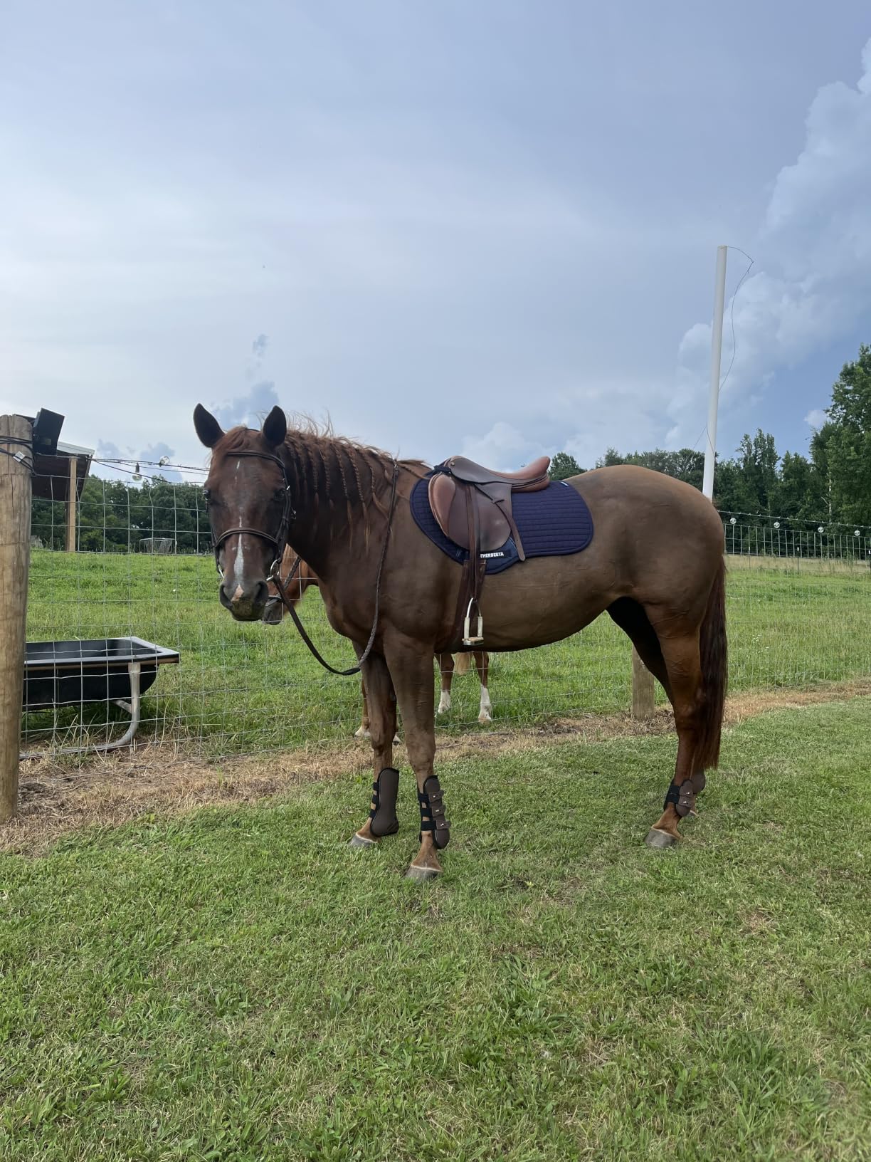 WeatherBeeta Prime Air-Tec Jump Shaped Saddle Pad customer photo 2