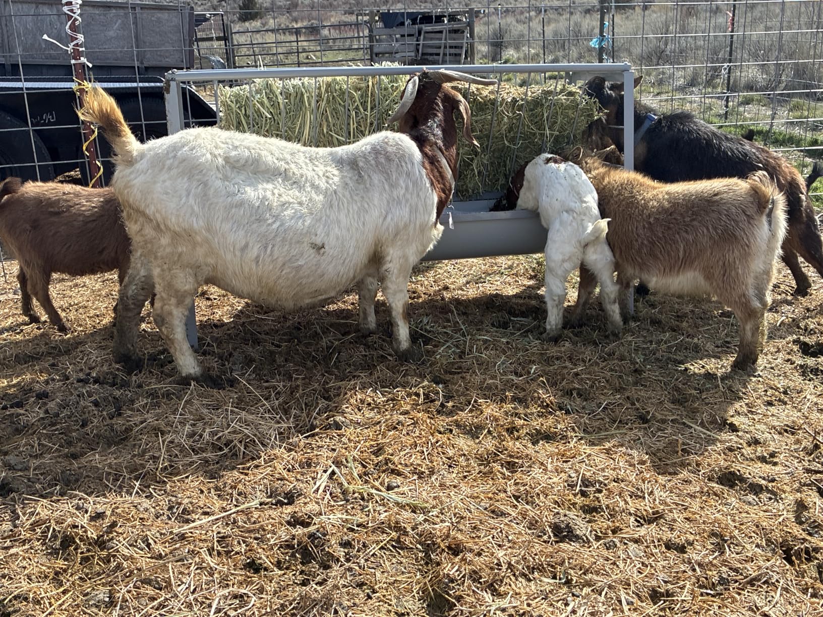 Pasture Hay Feeder 2 in 1 55 Gallon Livestock Feed Trough with 22 Gallon Feed Pan Hay Grain Livestock Feeder for Sheep, Calf, Cow and Horse customer photo 2