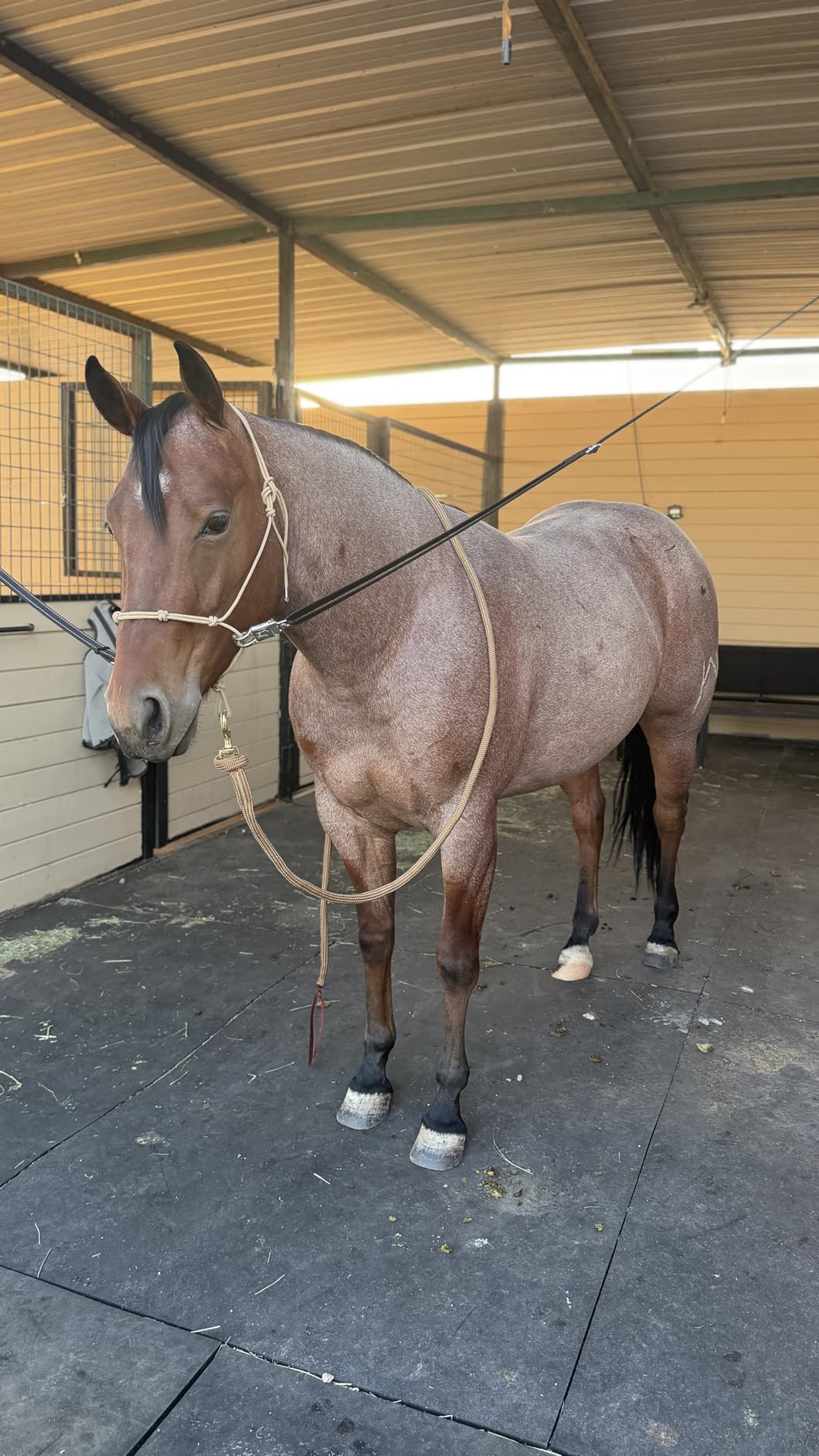 Heavy-Duty Cross Ties for Horses - Adjustable Nylon Horse Trailer Ties with Strong Panic Snap & Bull Snap (59