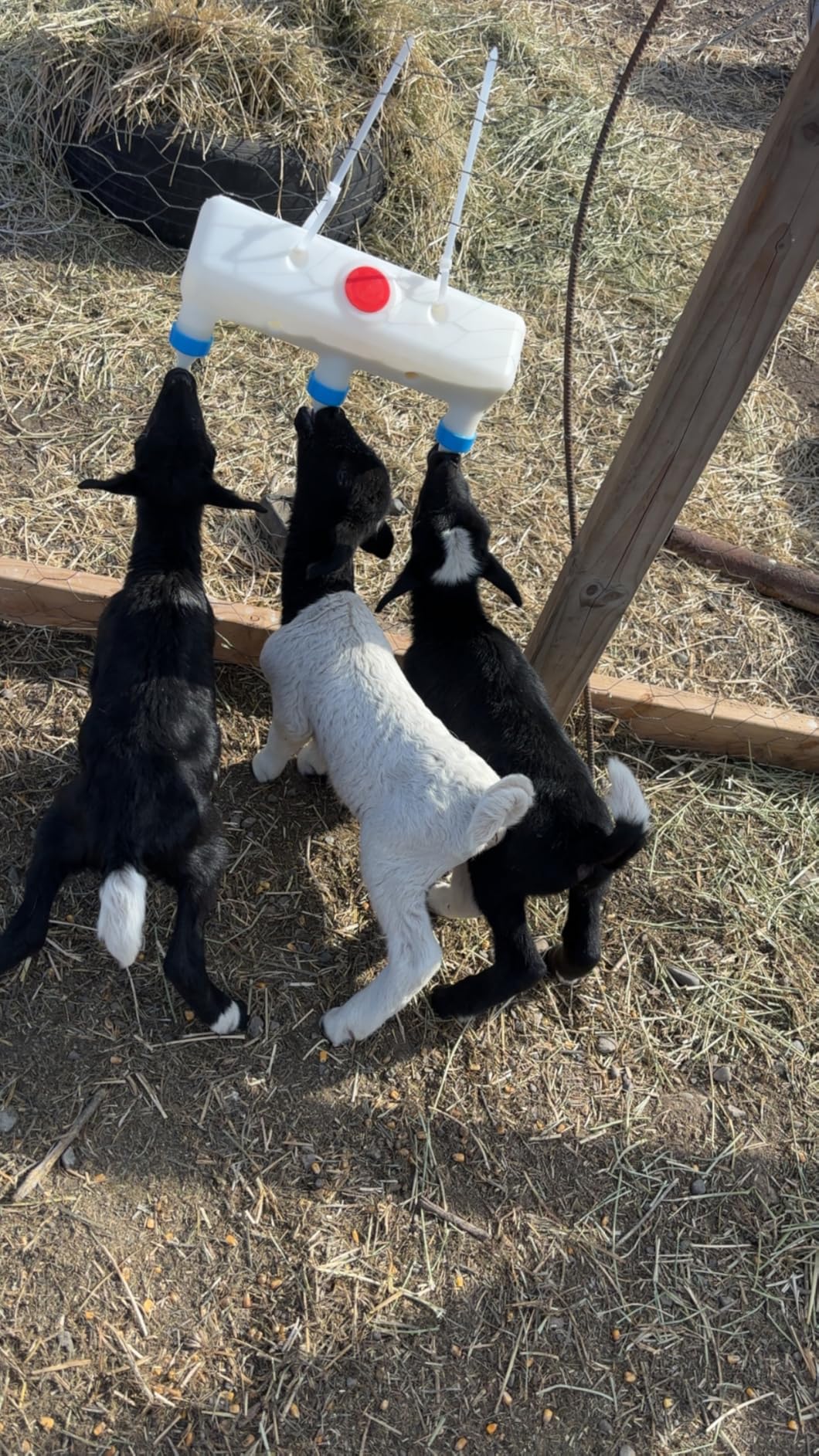 Goat Bottle Feeder 3-Nipple 3L, Leakproof Double-Layer Nipples Hanging Milk Feeder for Lambs Piglets Puppies Kittens Calves customer photo 1