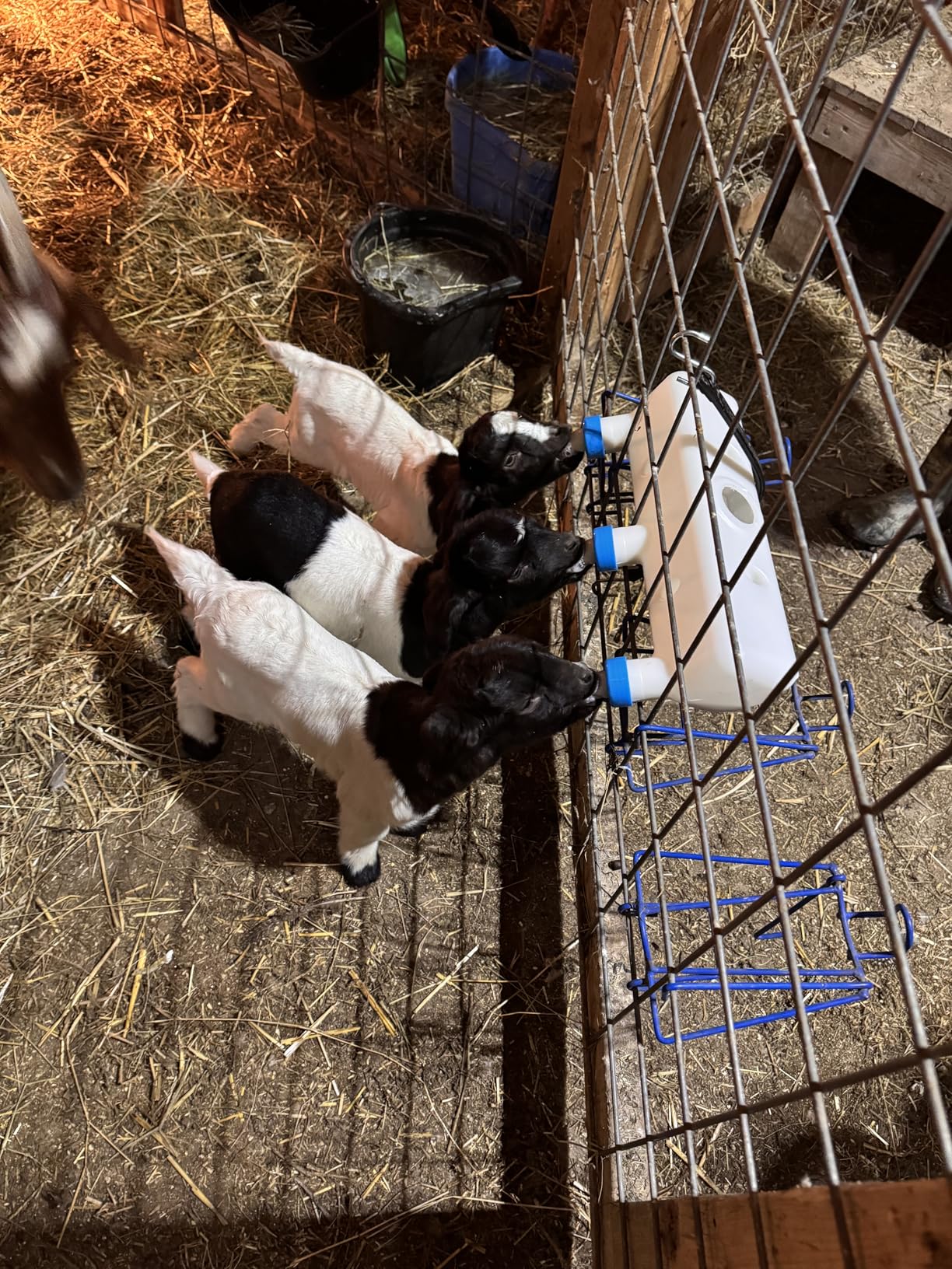 Goat Bottle Feeder 3-Nipple 3L, Leakproof Double-Layer Nipples Hanging Milk Feeder for Lambs Piglets Puppies Kittens Calves customer photo 2