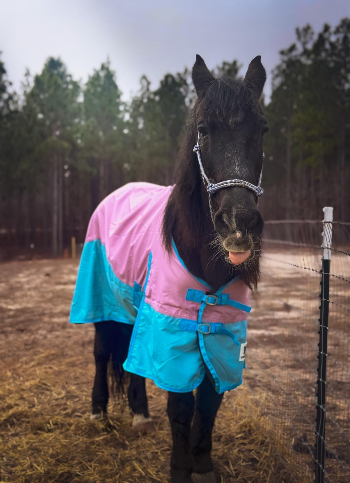 Horse Turnout Rain Sheet 600 Denier Ripstop Turnout Blanket No Fill Waterproof Lightweight Breathable Pink/Blue 72 in customer photo 1