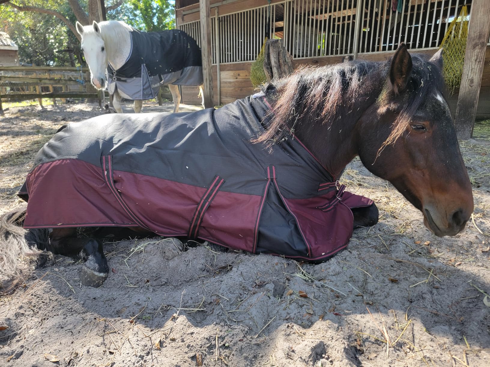 LEAFOREST 1200D Turnout Horse Winter Blanket Waterproof Breathable Snow Proof Heavy Blankets 200g Fill Sheet in The Barn, Stable, Stall, Pasture, Paddock Pink Grey 75 inches customer photo 2