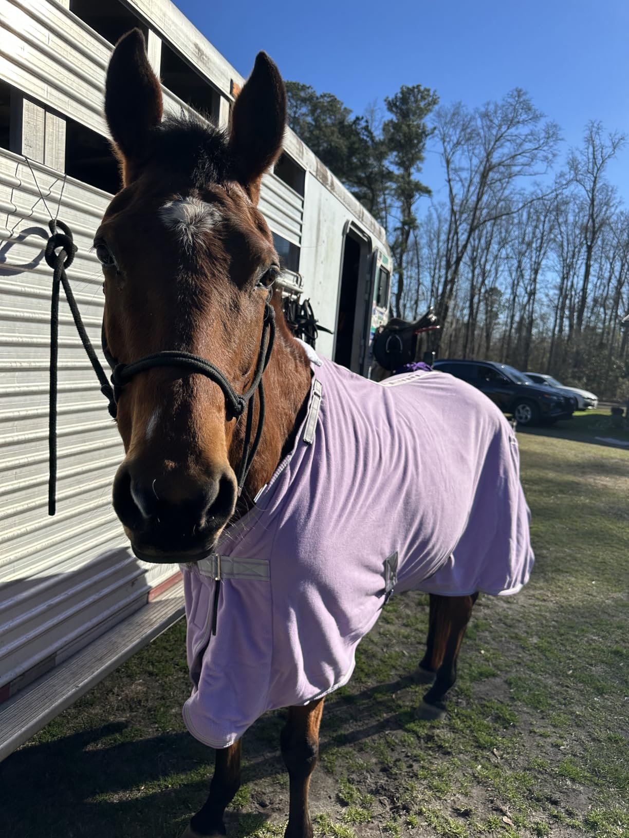 LEAFOREST Horse Fleece Blanket Polar Fleece Cooler Liner Soft Exercise Blankets for Horses Moisture Wicking Sheet in the Barn, Stable, Stall, Pasture, Paddock Purple 75 inches customer photo 1