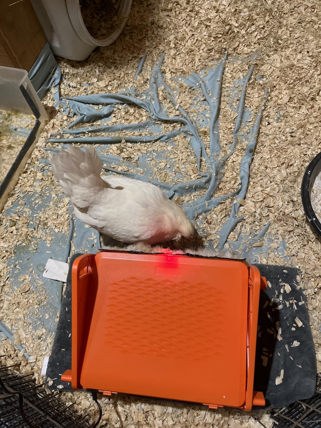 Chick Brooder Heater Plate for Baby Chicks, Ducklings & Poultry customer photo 2