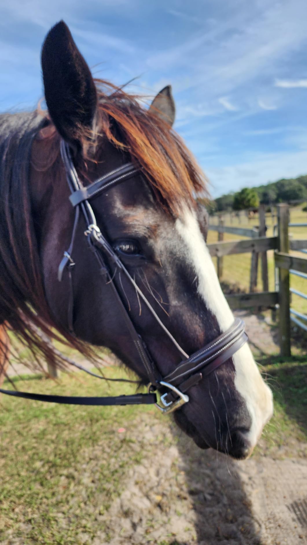 Equine Care English Horse Bridle with Reins, Padded, 6 Browband Styles | Hunter show bridles: classic fancy stitched or crystal browbands; padded crown, harness leather; bit not included customer photo 1
