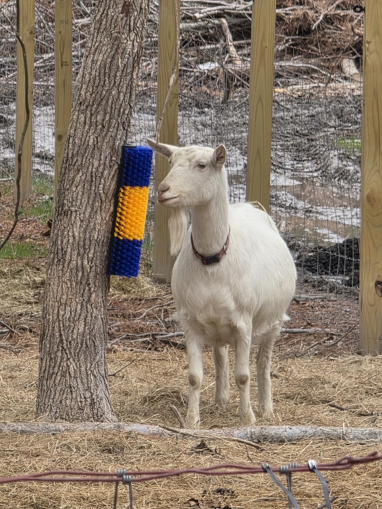 Uross Livestock Scratching Brush 2PCS - Goat Horse Cow Scratching Post for Grooming, 17