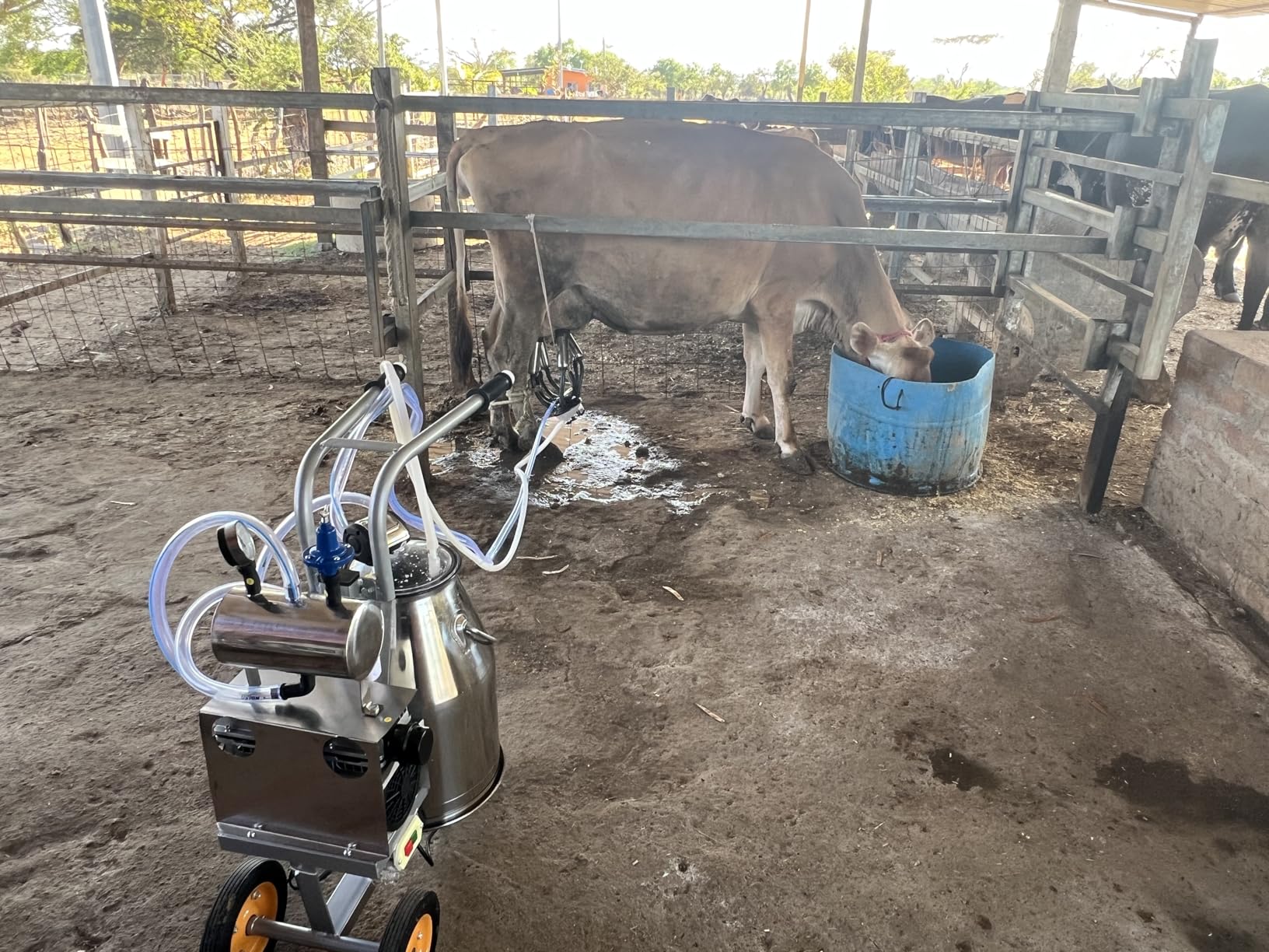 Cow Milking Machine Portable, 55KPA 15000 RPM Milking Equipment with 25 L/6.6 gal Stainless Steel Bucket, Electric Milker Machine 5-8 Cows Per Hour with Silicone Cups and Tubes for Cows and Goats customer photo 1