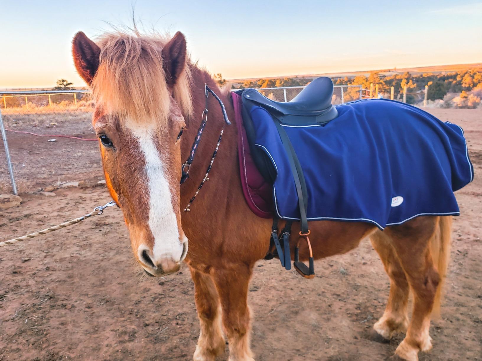 Derby Originals Classic Horse Polar Fleece Keyhole Quarter Sheet - Breathable, Moisture-Wicking, Reflective Exercise Rug with Contoured Fit, Tail Cord & Reflective Safety Strips customer photo 1