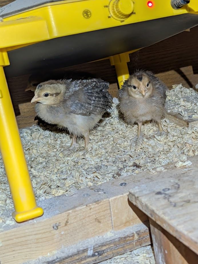 Chick Brooder Heating Plate, 14