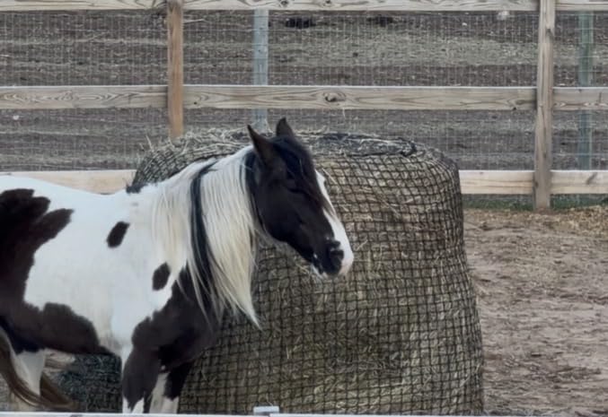 Martx 5X5ft Round Bale Hay Net for Horses Slow Feed, Knotless Livestock Slow Feed Hay, Fits 4x4 5x5 6x6 Round Bales customer photo 2