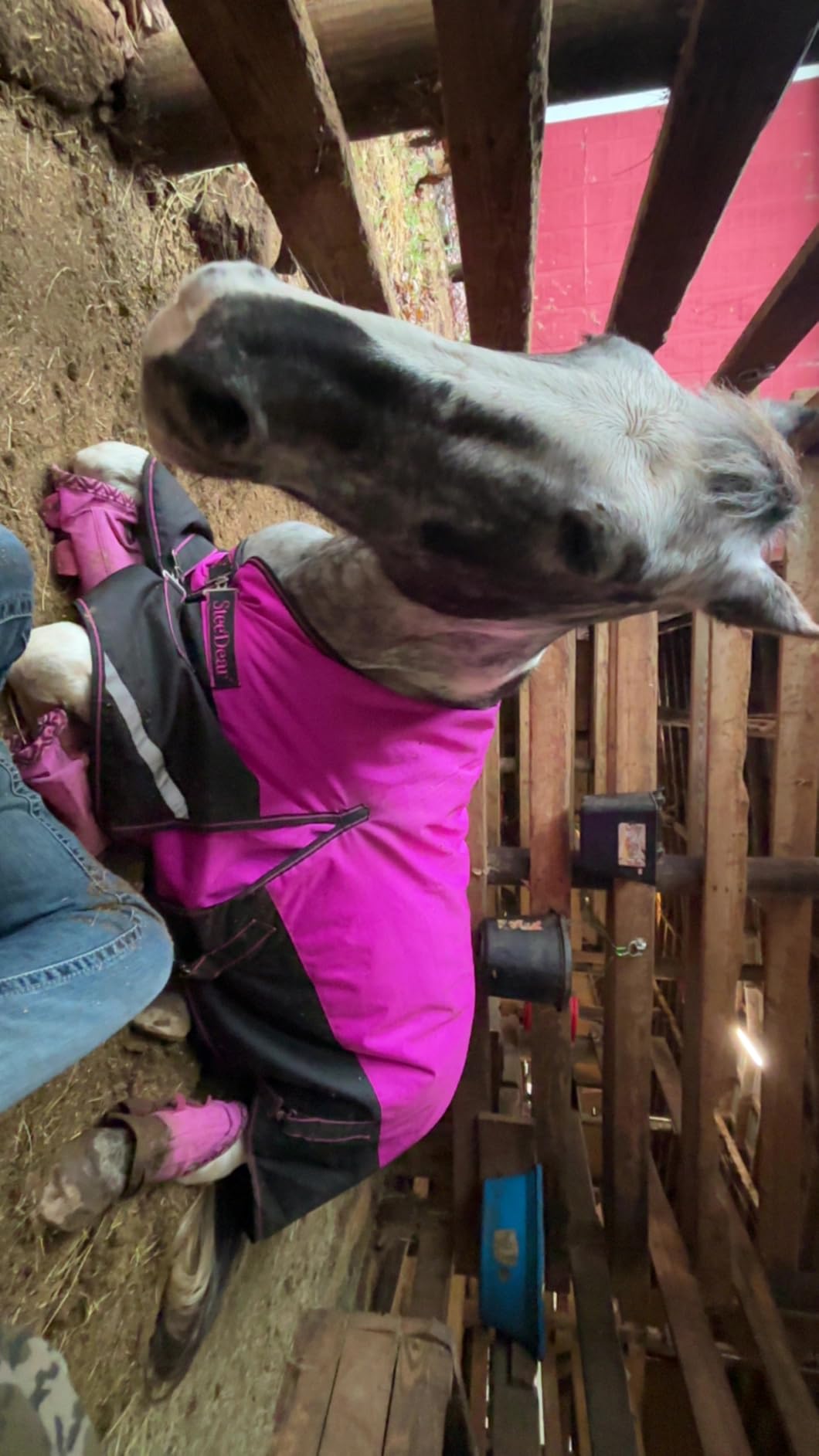 1200D Horse Blanket Turnout Sheet Waterproof and Breathable, 200g Fill, with Reflective Strips Design (Red/Blue, 81 in) customer photo 2