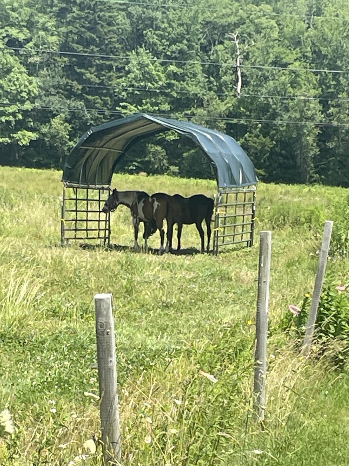 YOLENY 12'x12' Corral Shelter, Heavy Duty Round Style Canopy, Green, Waterproof and UV Treated Universal Cover, Easy Assembly Stable and Agricultural Storage and Shade Shed Kit for Livestock customer photo 1