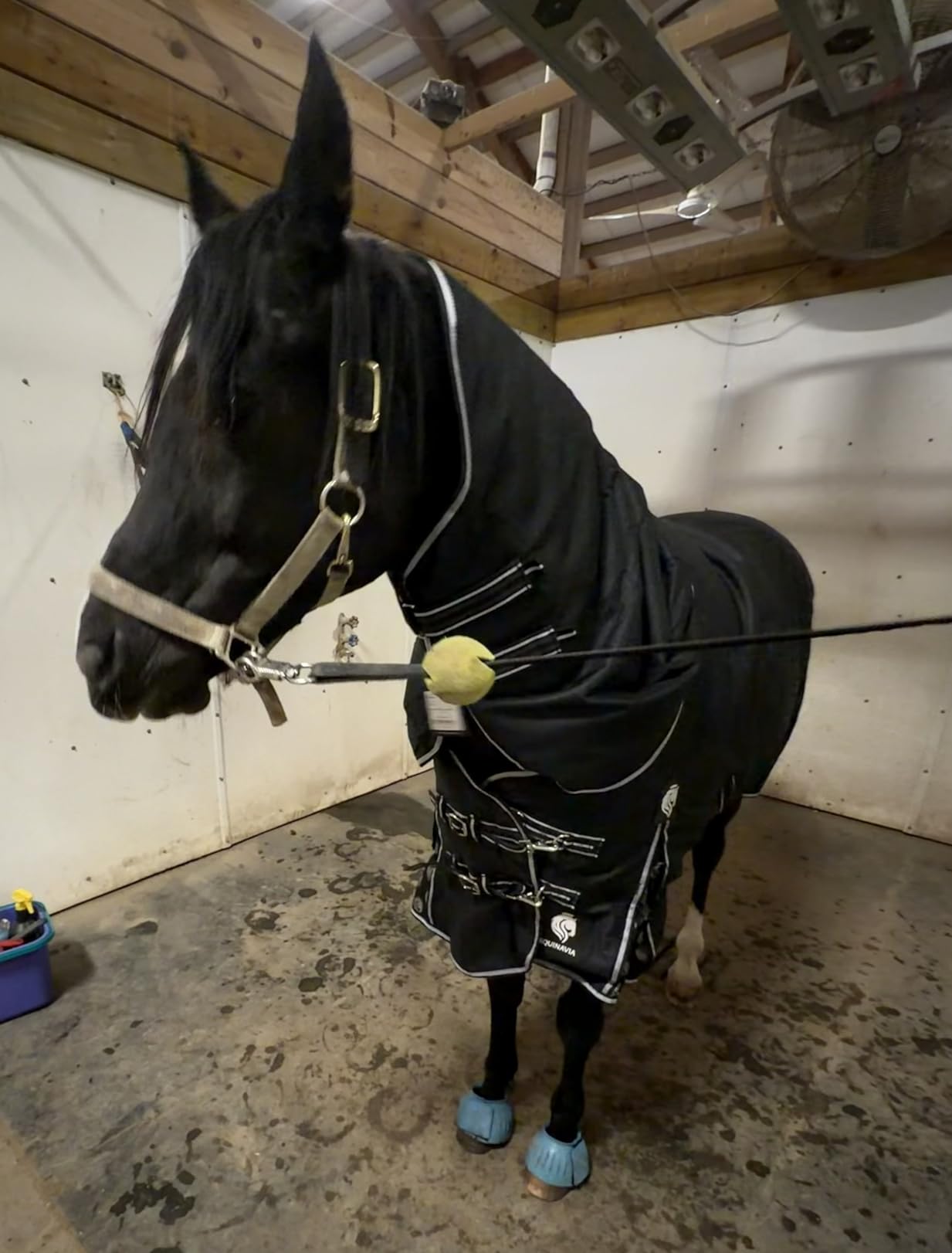 Equinavia Norse 200g Turnout Neck Cover | 600D Warm Waterproof Durable Winter Hood for Horses customer photo 2