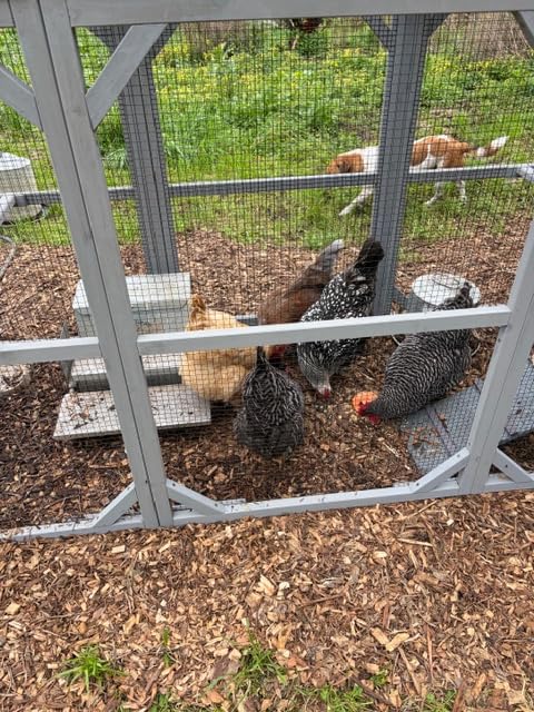 Large Chicken Coop with Run, Mobile Chicken House with Wheels and All-Around Iron Frame, Chicken Tractor Poultry Cage for 6-8 Chickens, Nesting Box, Metal Pull-Out Tray customer photo 2