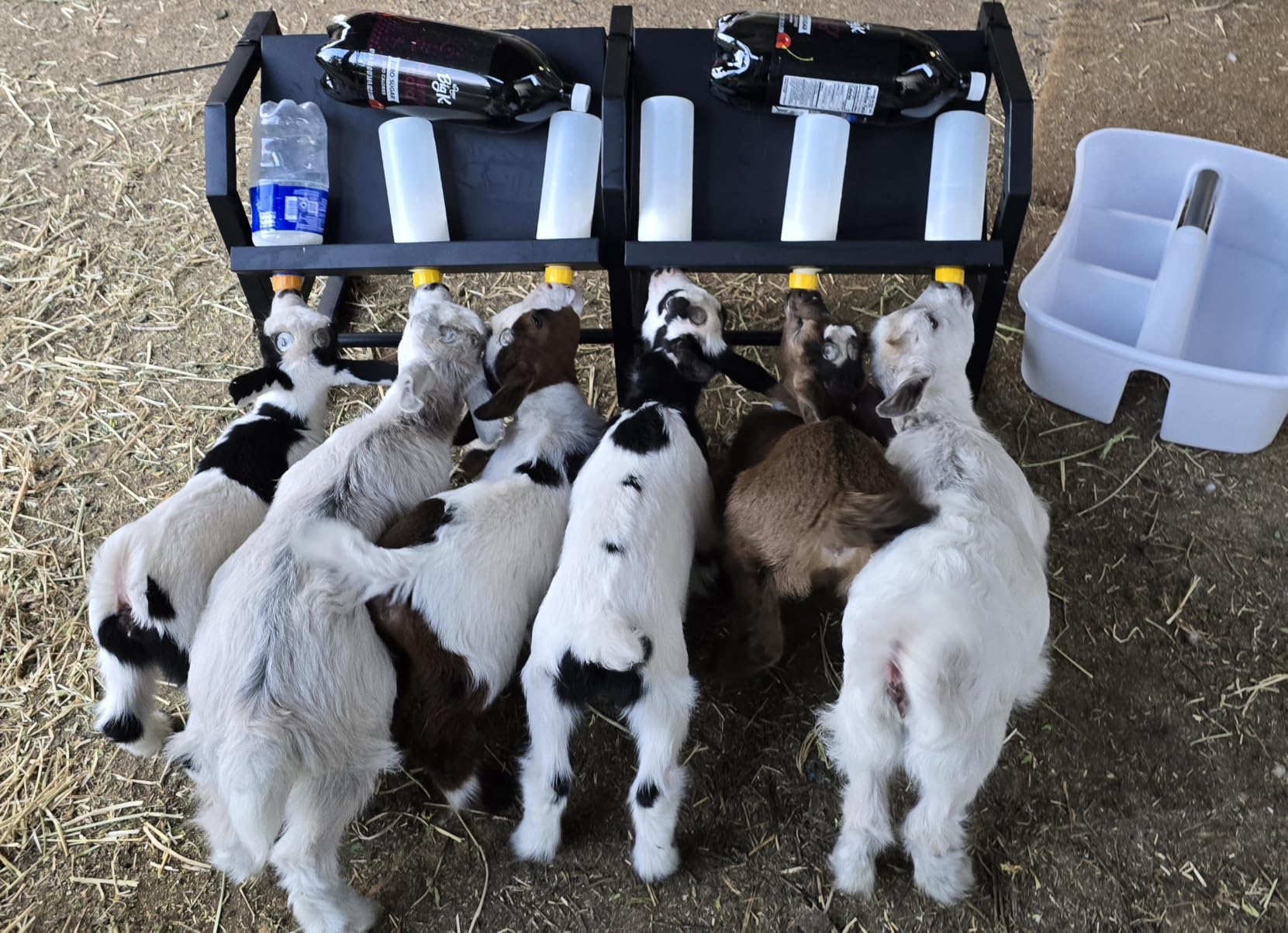 6 Feeding Ports Portable Bottle Rack, Lamb Bottle Holder | Free Standing Goat Bottle Feeder Rack, Bottle Not Included customer photo 1