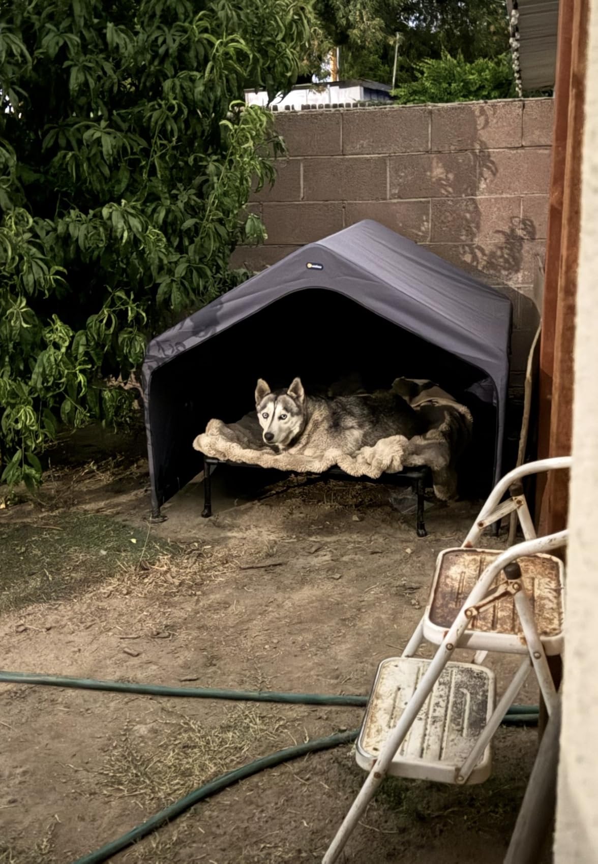 Veehoo Extra Large Dog House Outdoor with Elevated Dog Bed, Outside Dog Tent 4.1' x 4.1' x 3.3', Weatherproof Dog Shade Shelter and Raised Bed Combo for Pets or Stray Animals, Grey customer photo 2