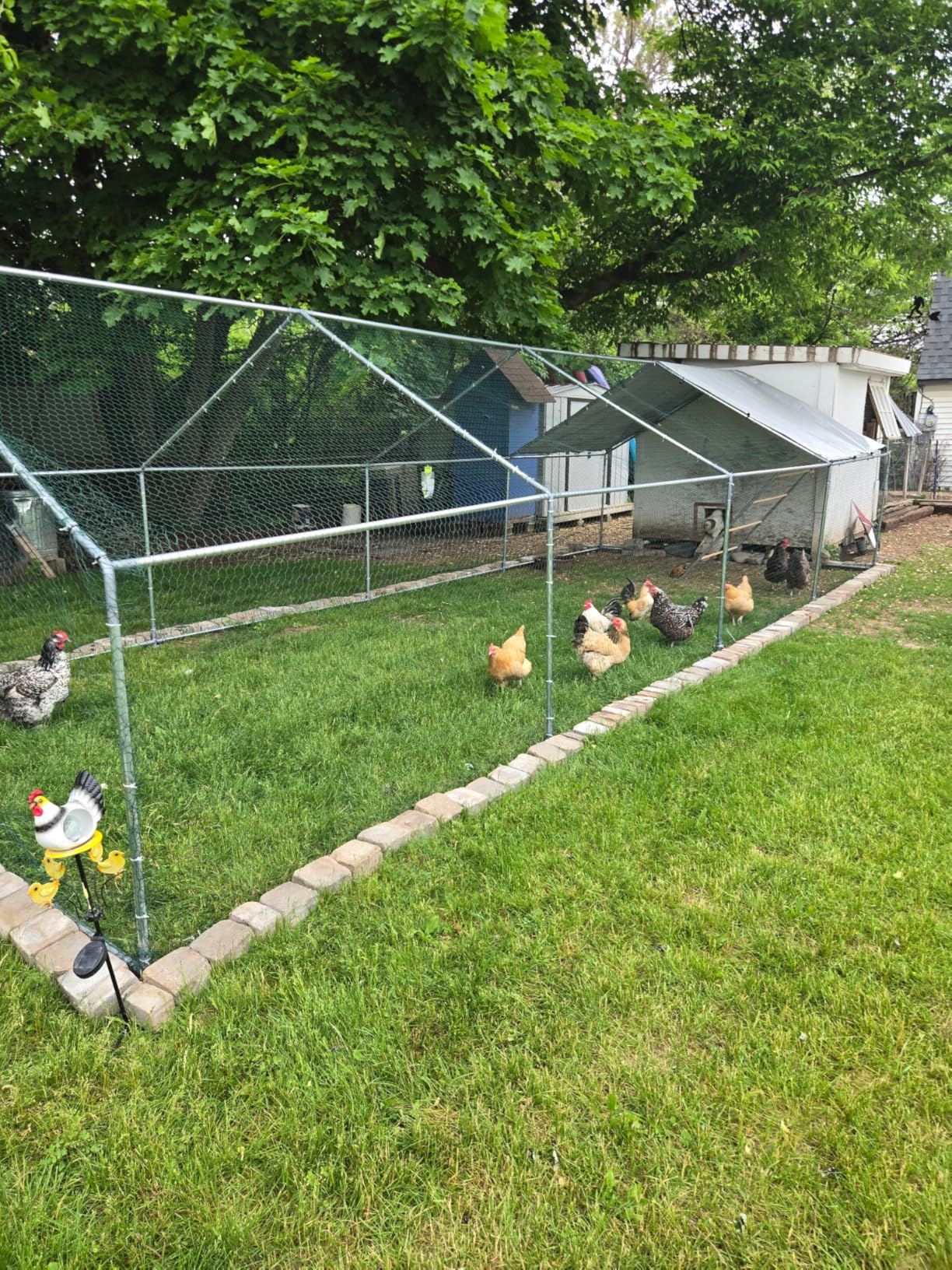 Large Metal Chicken Coop with Roosting Perch and Cover | Spire roof outdoor walk-in cage with waterproof UV-resistant cover, 19.7' x 13.1' x 6.4' space for chickens and rabbits customer photo 1