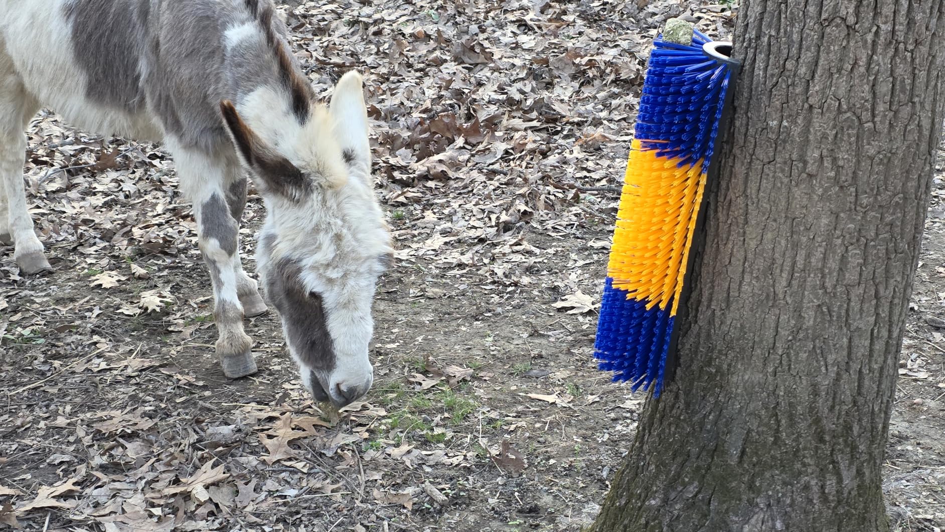 2pcs Horse Brush, Livestock Scratching Brush, Goat Brush, Goat Scratching Post, Includes 8 Screws, Livestock Scratcher For Horses, Cows, Goats & Pigs Promotes Cleanliness & Skin Health customer photo 2