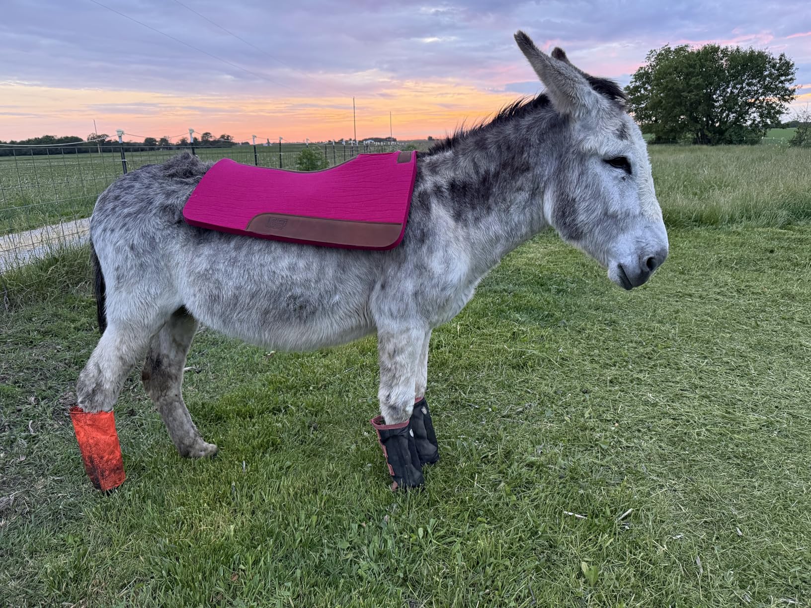 Jeffers WoolLuxe 100% Wool Felt Saddle Pad for Horses - Shock Absorbing, Breathable Equestrian Pad Horse Back Protection for Comfort During Riding, Training, & Competition customer photo 2