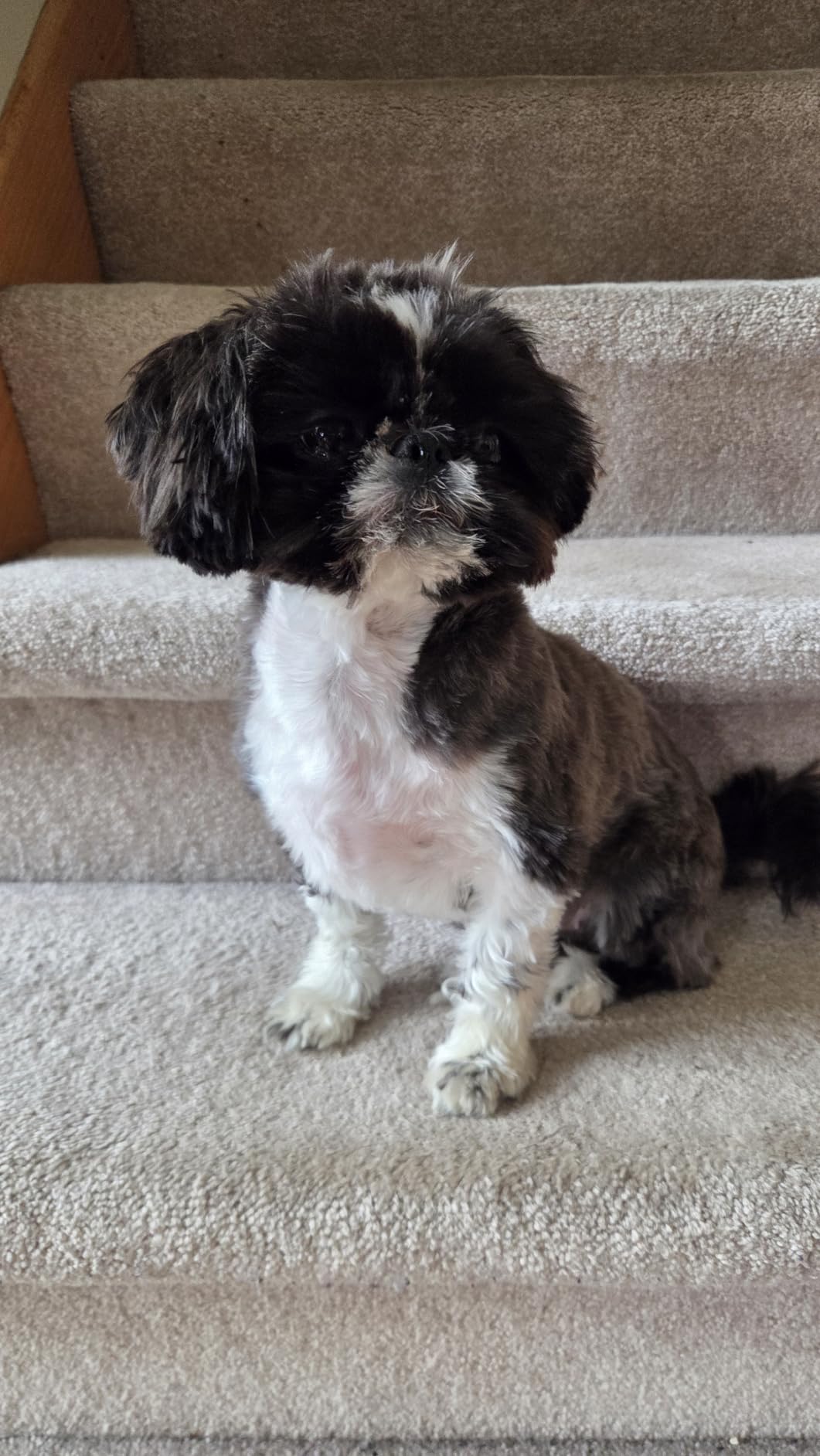 Wahl Pro Animal Bravura2 - Cordless Professional Pet Clipper for Dogs, Cats & Horses - Multi-Speed - Durable & Easy to Carry - USB Charging - Travel-Friendly - Comfortable Grip - Brilliant Rose customer photo 1