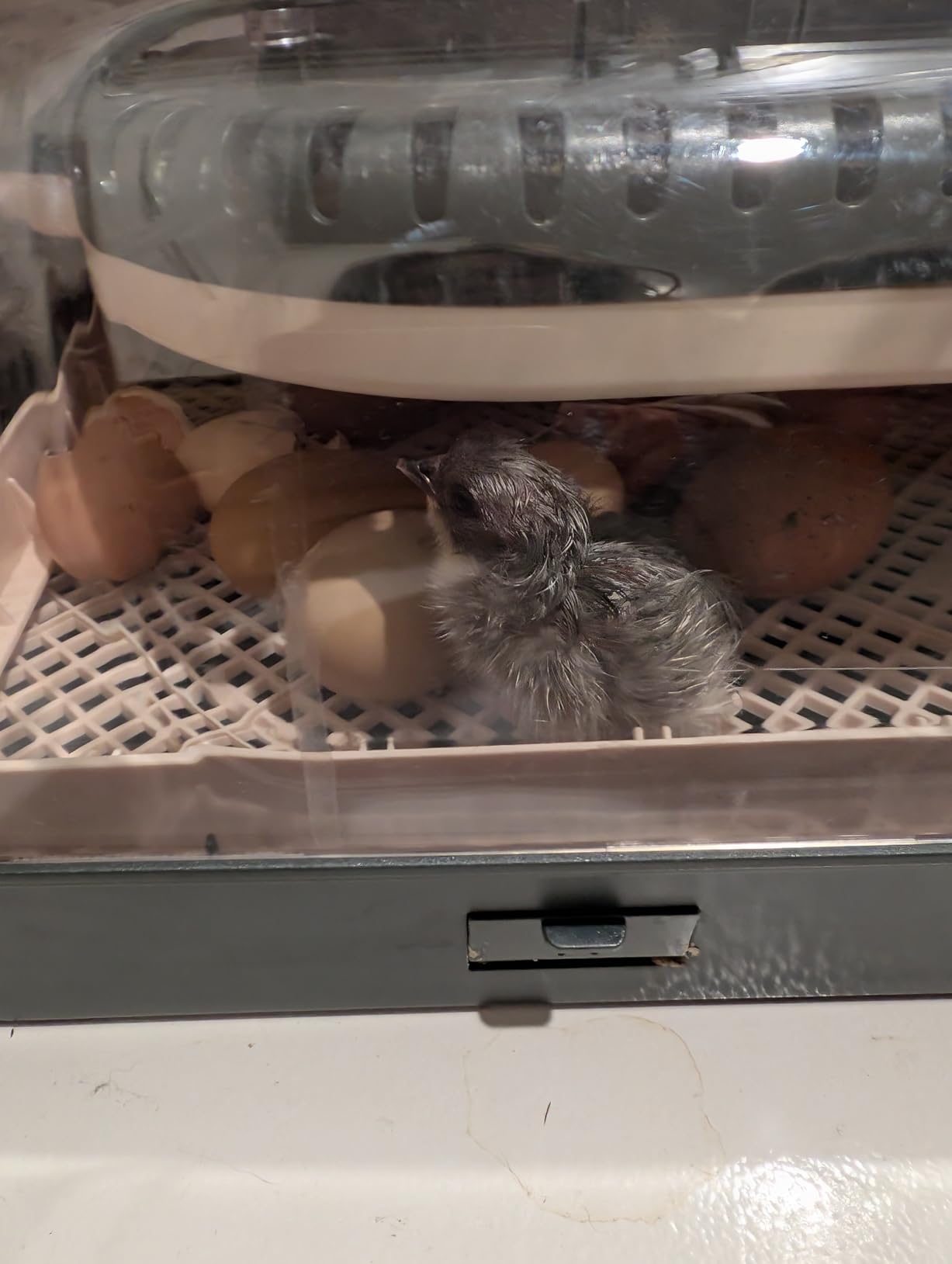Sailnovo Incubators for Hatching Eggs 70 Egg Incubator with Auto Egg Turning & Auto Humidification, Temperature Control, Incubator for Chicken Duck Quail Eggs, Perfect for Lab School Farm, Gray&Yellow customer photo 2