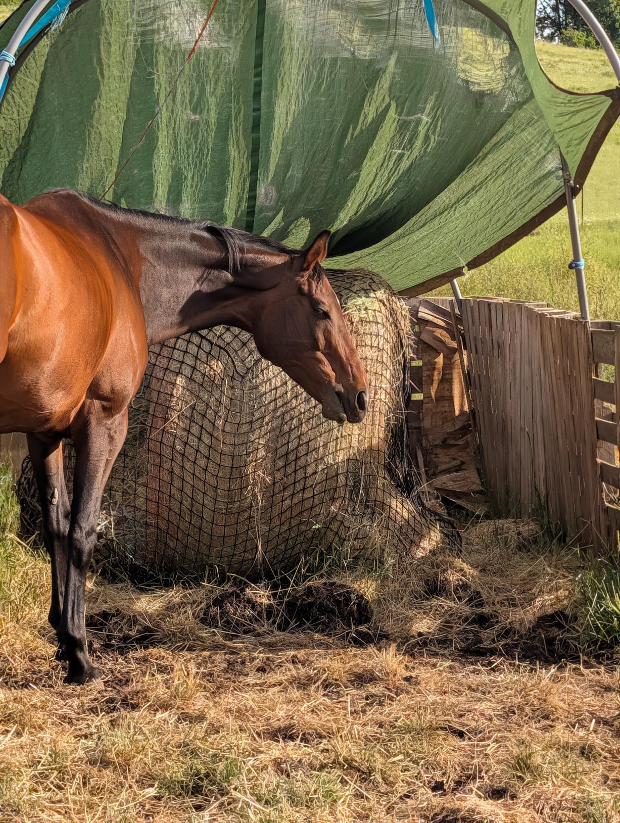 Large Round Bale Hay Net for Horses, 5x5 ft Hay Nets for Horses Slow Feed Knotless, Slow Feeder Hay nets for Horses customer photo 2