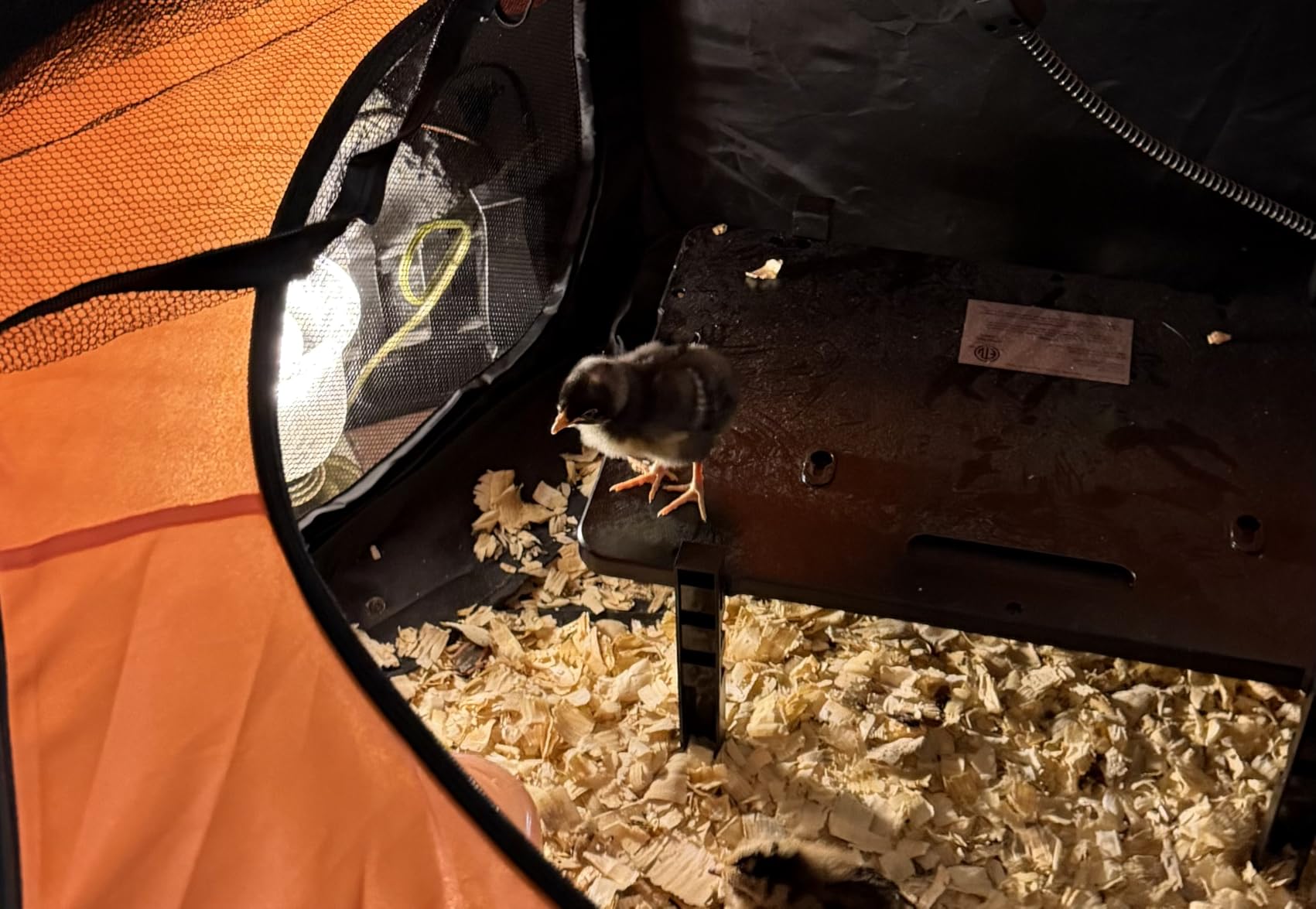 Brooder Box for Chicks Starter Kit, Dual Doors Chicken Brooder Playpen | Includes Chick Heating Plate, Nesting Pad, Feeder, and Waterer for Chicks, Ducklings, and Quail, Holds Up to 15 Chicks customer photo 1