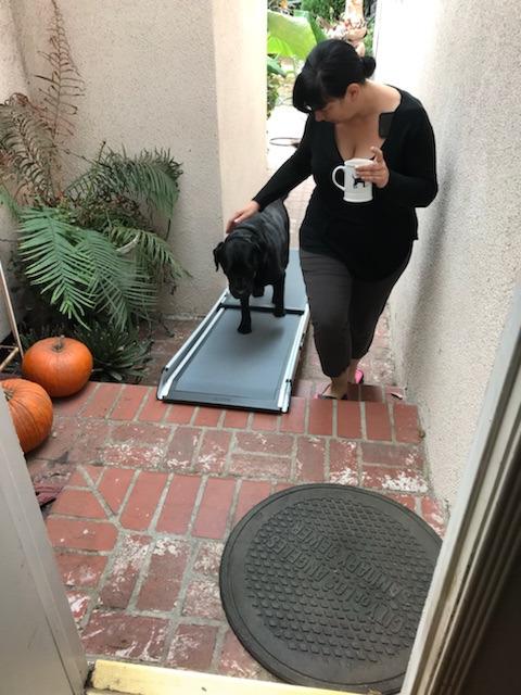 PetSafe Happy Ride Extra Long Telescoping Dog Ramp, Portable Pet Ramp for Cars, Trucks & SUVs with Adjustable Sizing | Extends 47-87 in to Reach Tall Trucks & SUVs, Rubber Feet, Side Rails, Safety Latch for Storage, Supports Dogs up to 300 Lb customer photo 2
