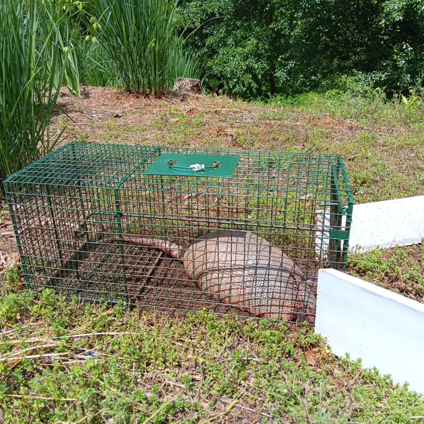 Duke Traps Heavy Duty Large Cage Trap customer photo 1