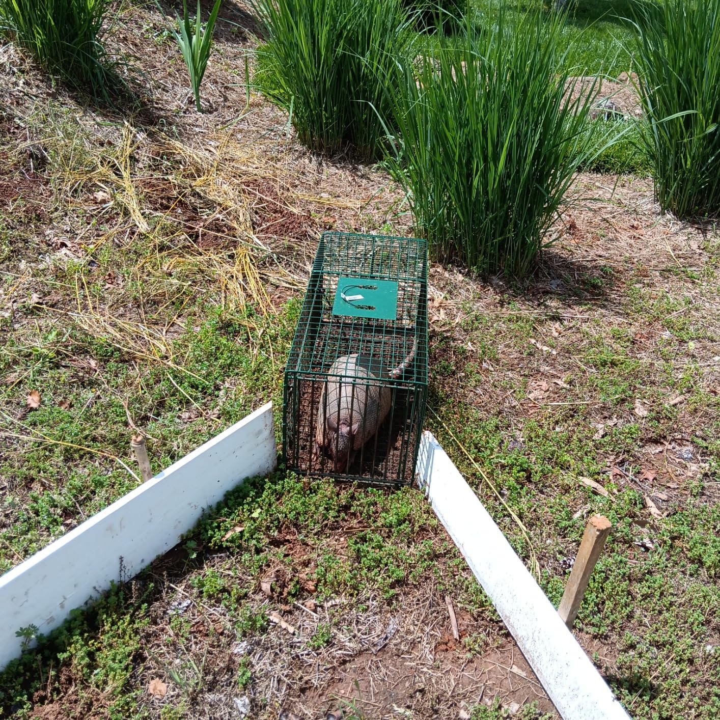 Duke Traps Heavy Duty Large Cage Trap customer photo 2